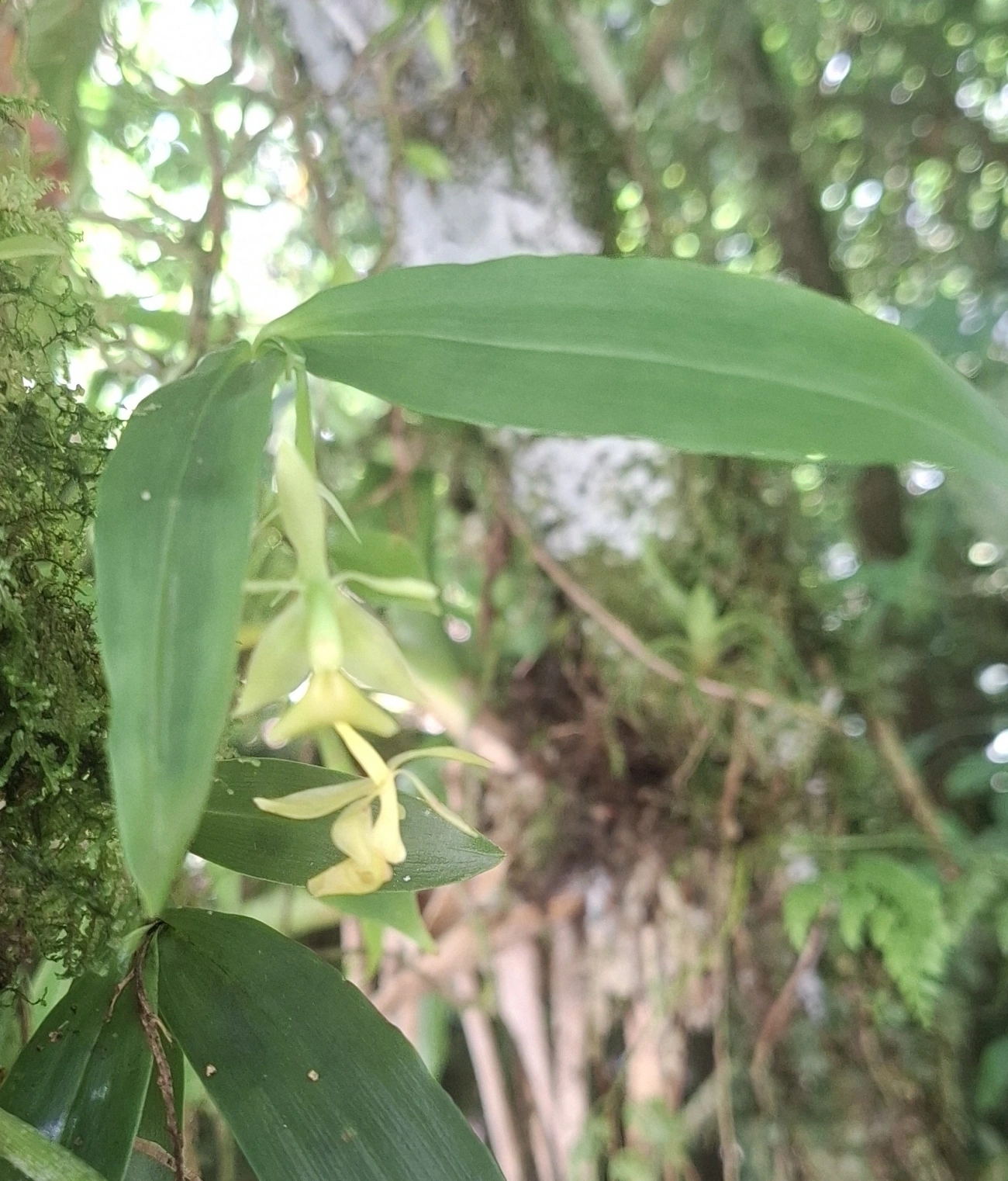 Epidendros (Epidendrum), plantas, fotografado em Queluz