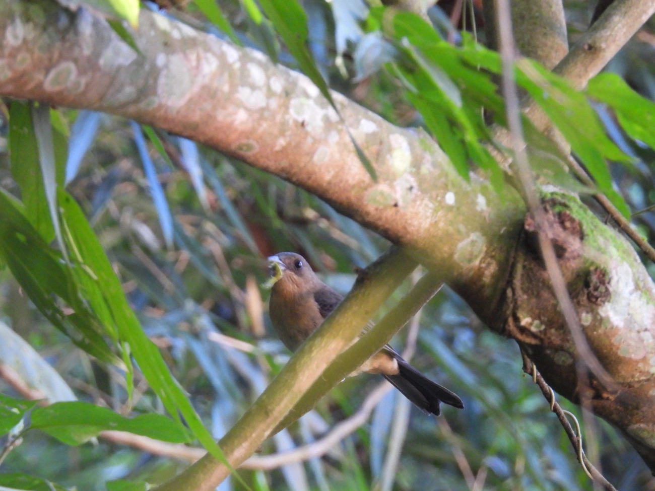 Tiê-de-topete (Trichothraupis melanops), aves, fotografado em Maromba, Visconde de Mauá