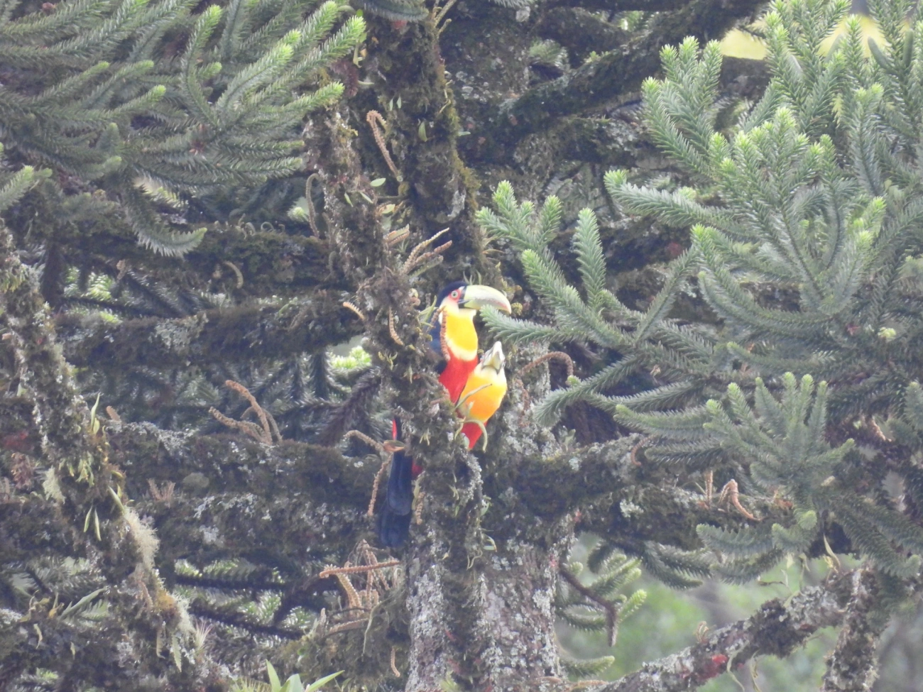 Tucano-de-bico-verde (Ramphastos dicolorus), aves, fotografado em Visconde de Mauá
