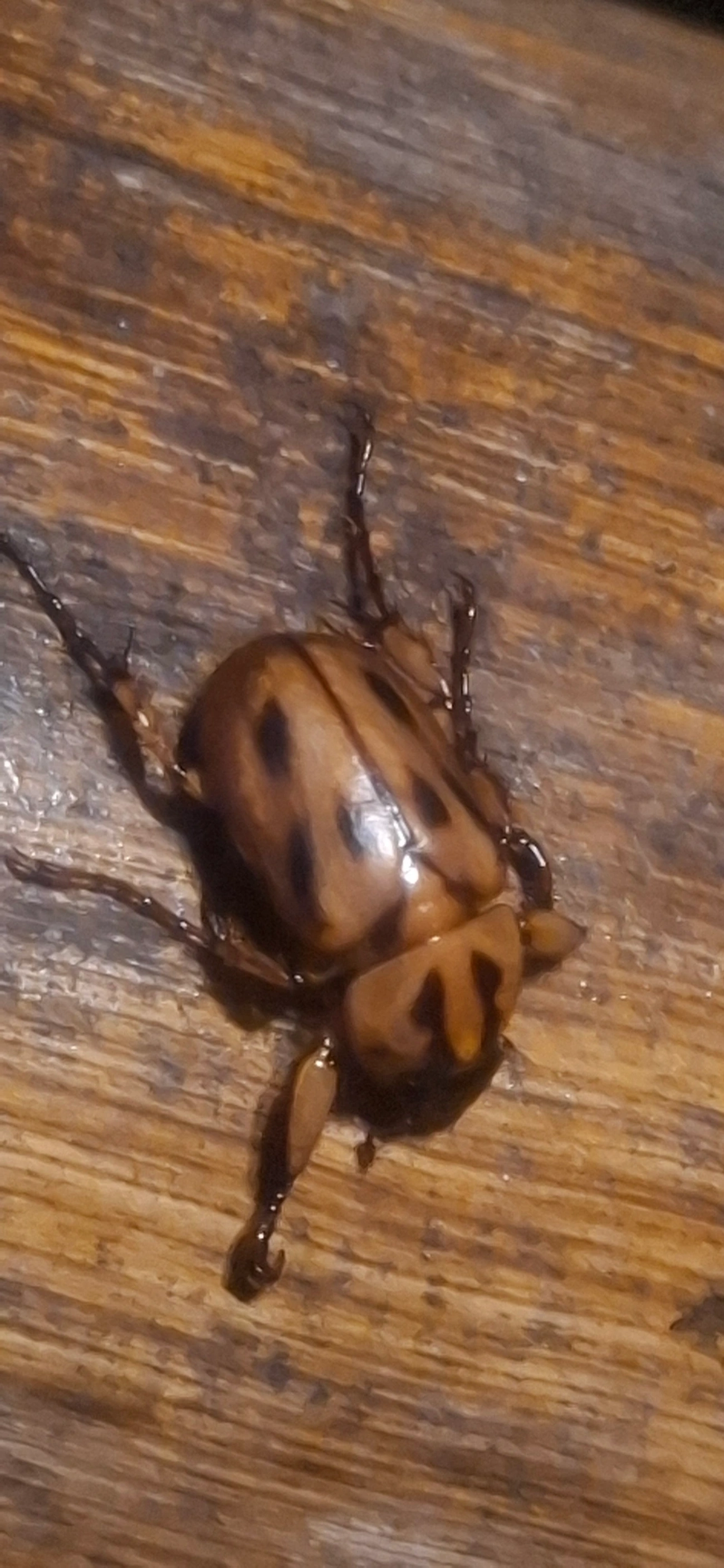 Besouro-cascudo (Cyclocephala latericia), insetos, fotografado em Queluz
