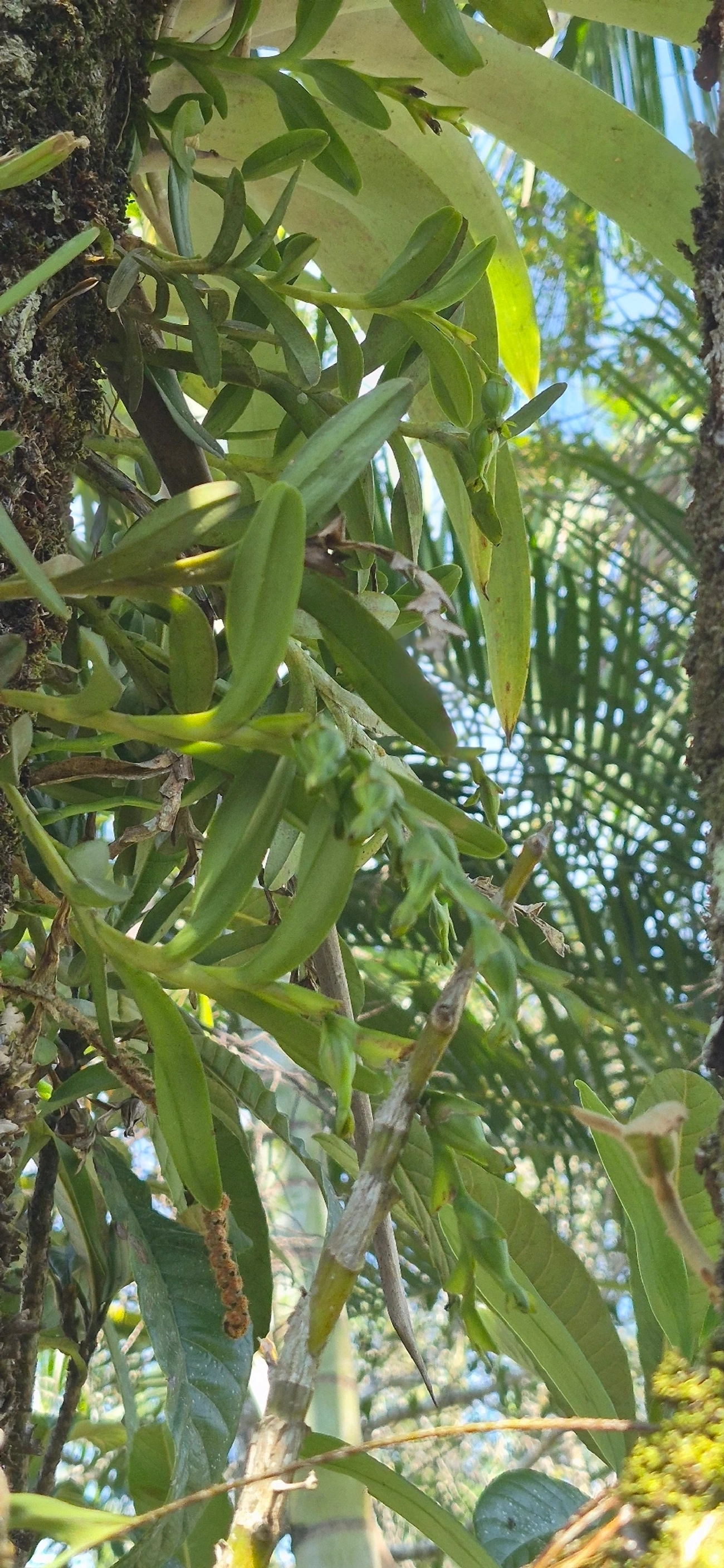 Epidendros (Epidendrum), plantas, fotografado em Cananéia