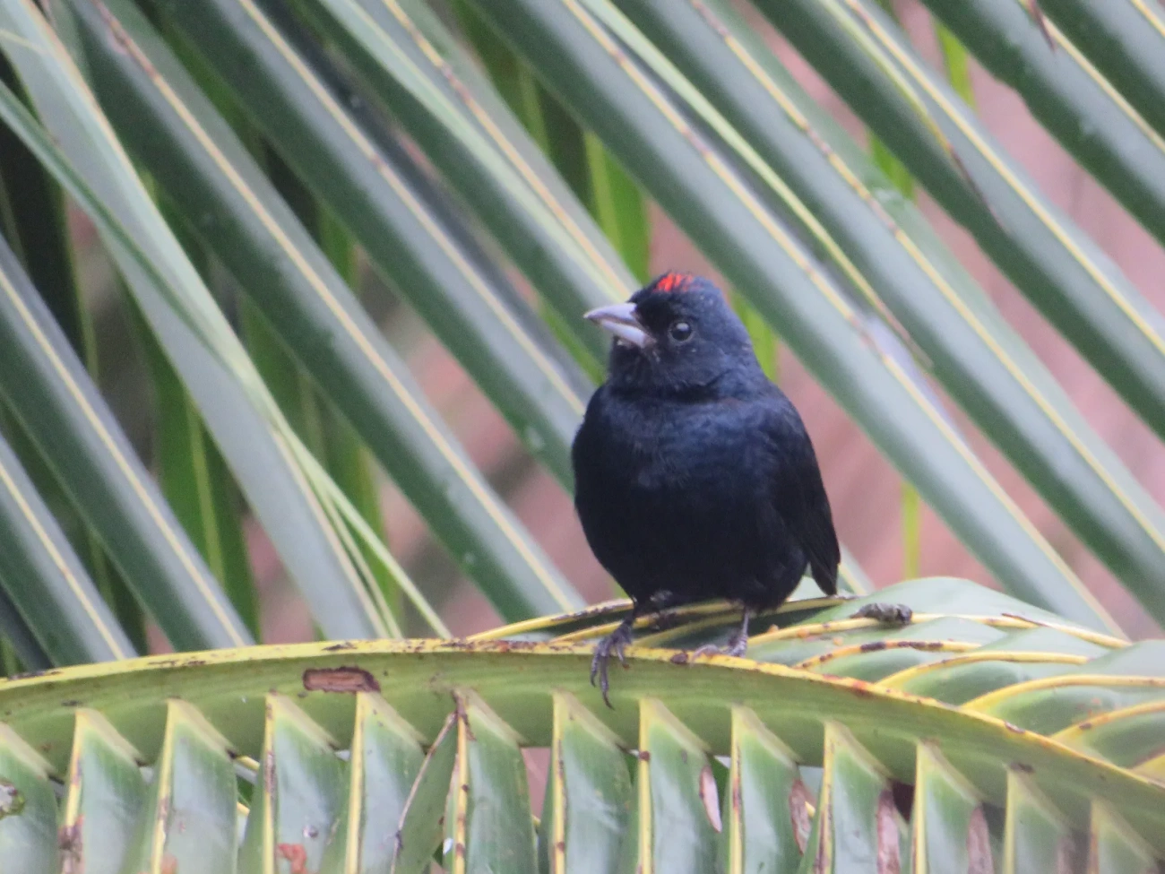 Tiê-preto (Tachyphonus coronatus), aves, fotografado em Maresias, São Sebastião