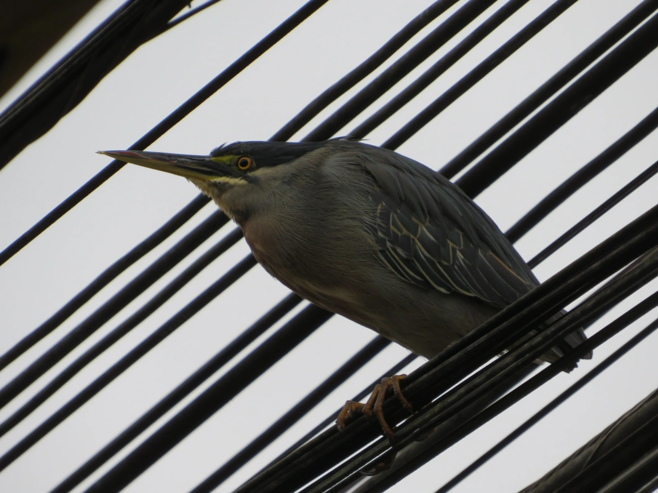Socozinho (Butorides striata), aves, fotografado em Maresias, São Sebastião