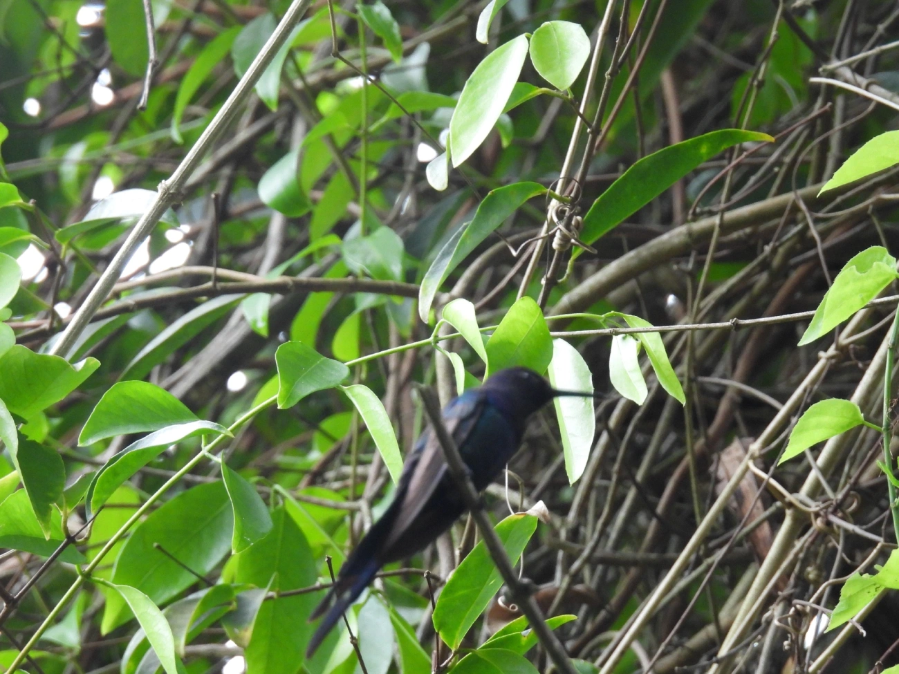 Beija-flor-tesoura (Eupetomena macroura), aves, fotografado em Maresias, São Sebastião