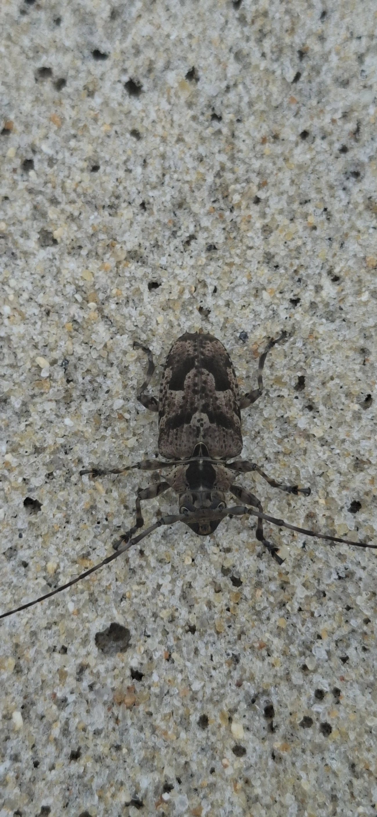 Dryoctenes scrupulosus, insetos, fotografado em São Sebastião