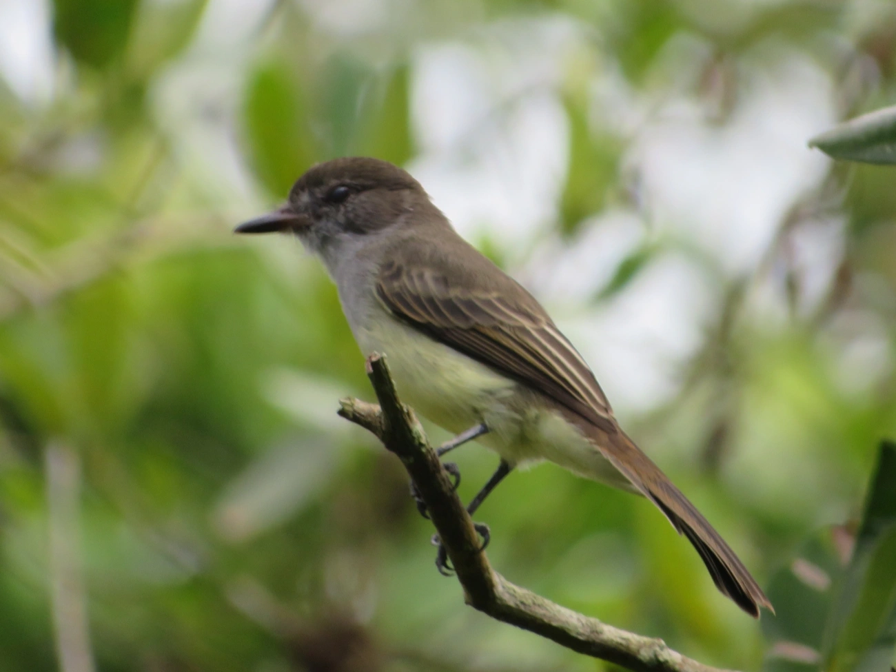 Marias-Cavaleiras e Afins (Myiarchus), aves, fotografado em Maresias, São Sebastião