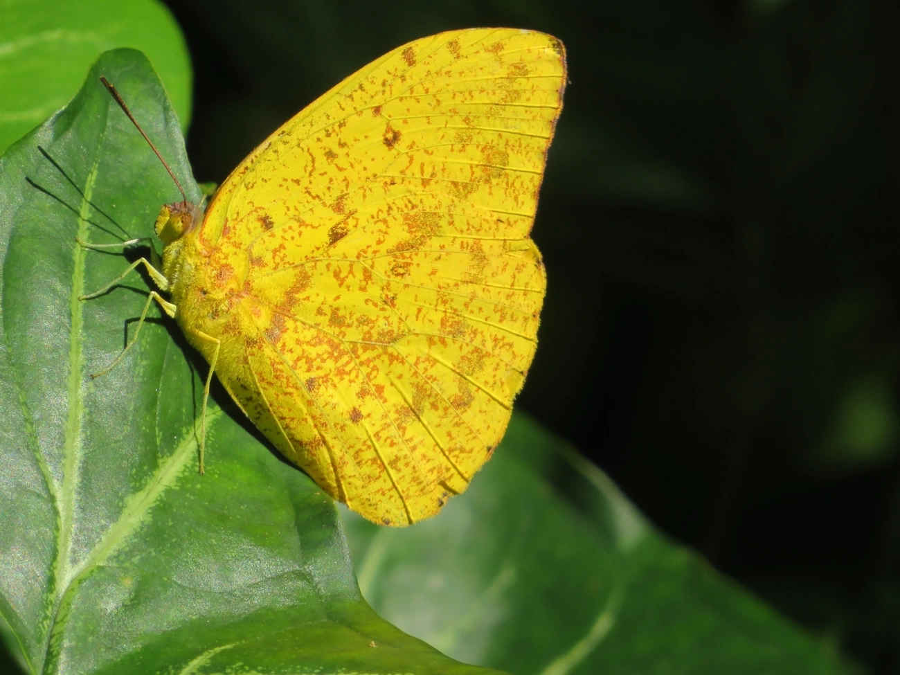 Borboleta-amarela (Phoebis argante), insetos, fotografado em Paúba, São Sebastião