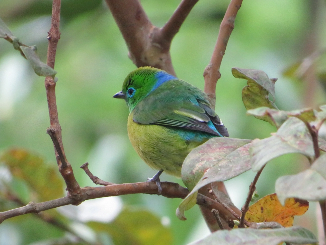 Gaturamo-bandeira (Chlorophonia cyanea), aves, fotografado em Maresias, São Sebastião