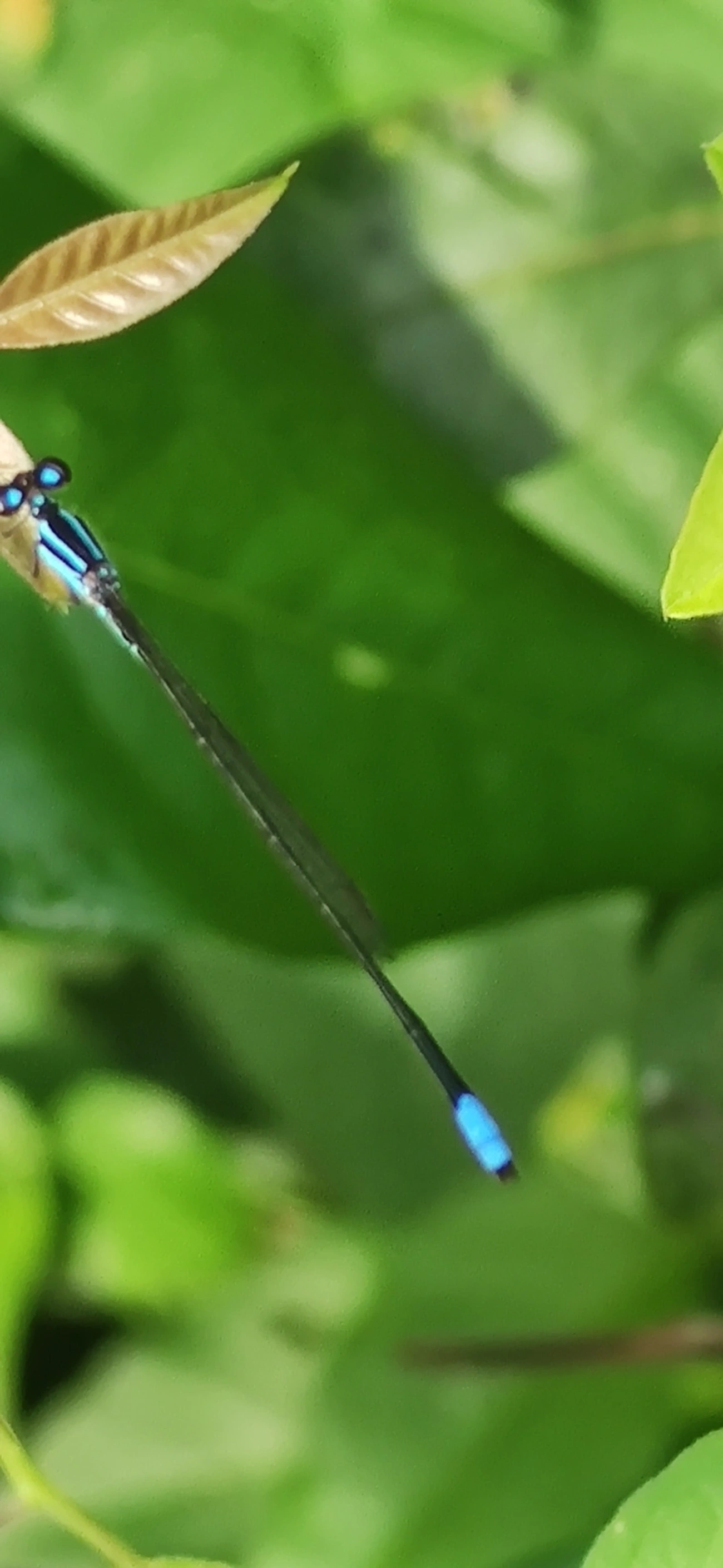 Acanthagrion, insetos, fotografado em Maresias, São Sebastião