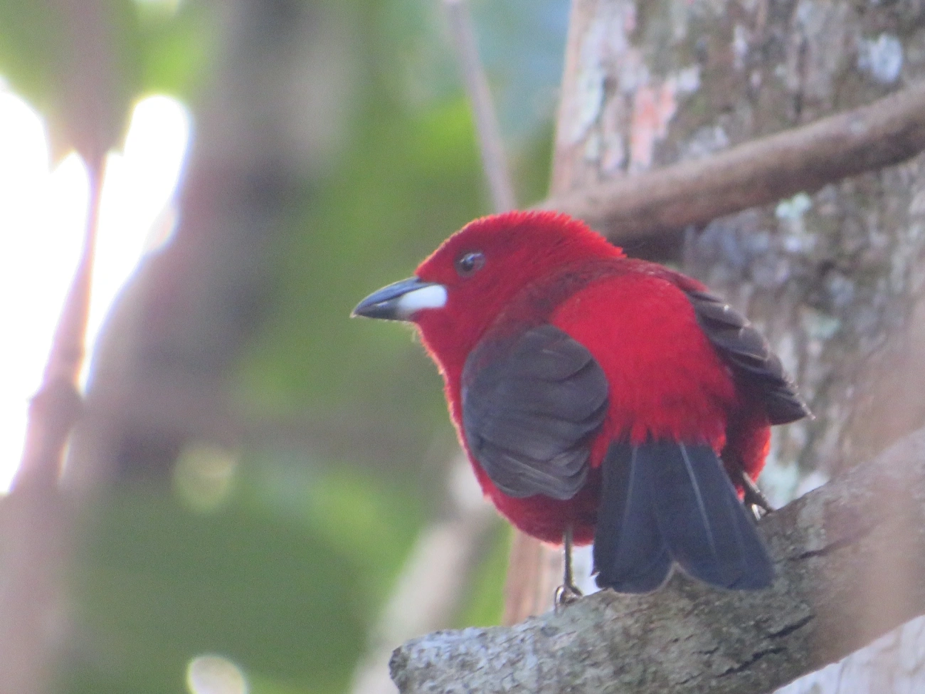 Tiê-sangue (Ramphocelus bresilius), aves, fotografado em Maresias, São Sebastião