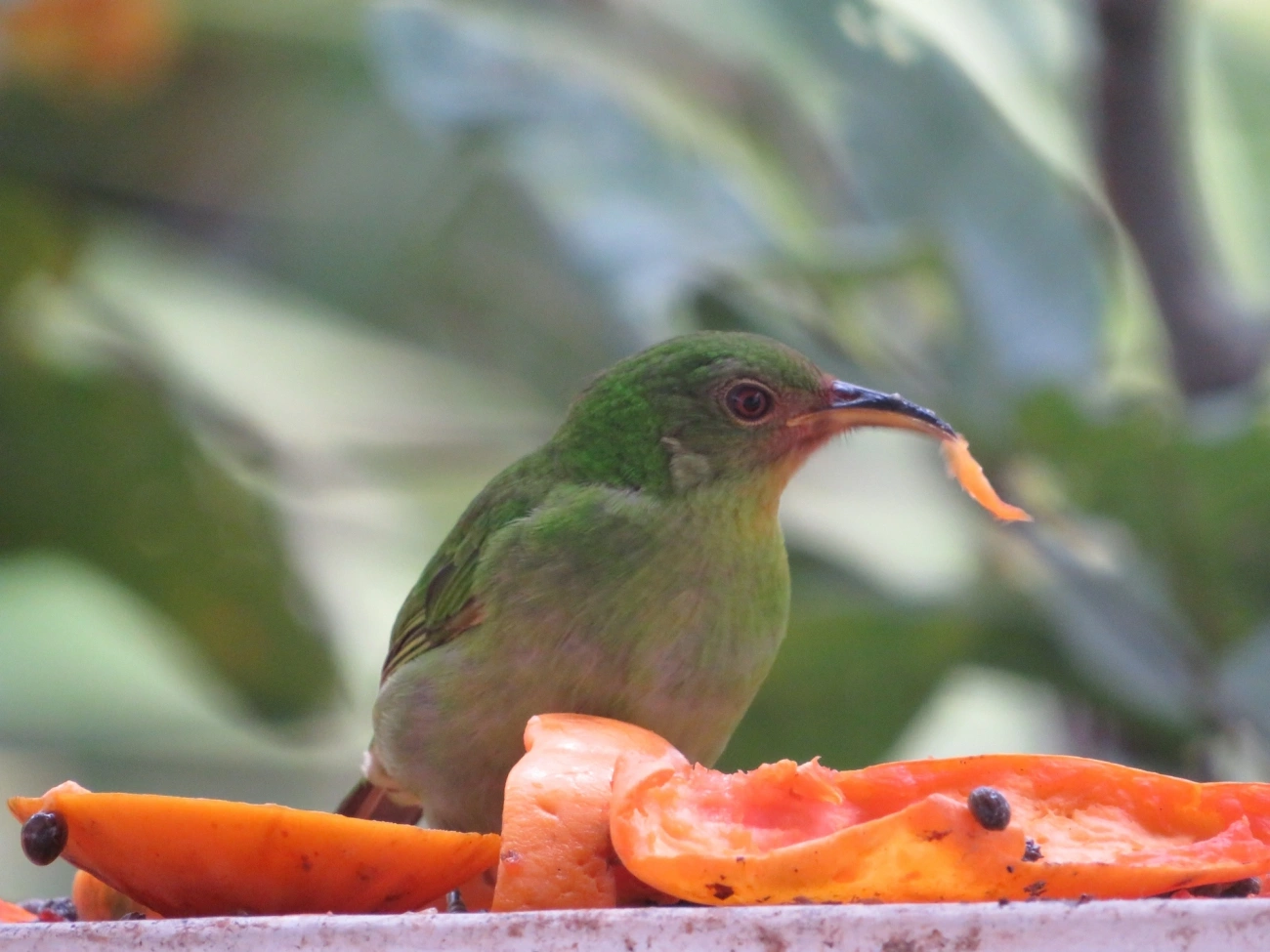Saí-verde (Chlorophanes spiza), aves, fotografado em Maresias, São Sebastião