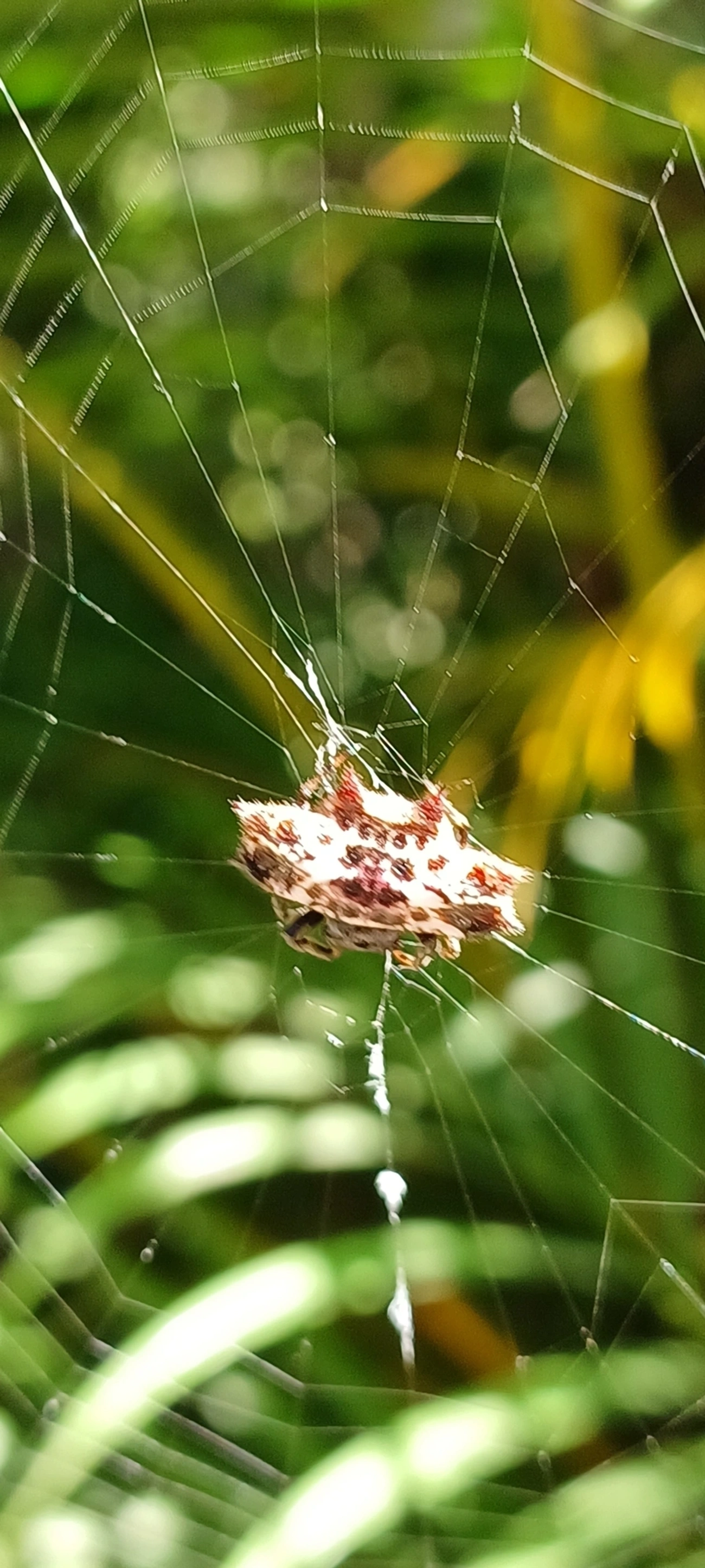 Aranha-espinho (Gasteracantha cancriformis), aracnídeos, fotografado em Maresias, São Sebastião