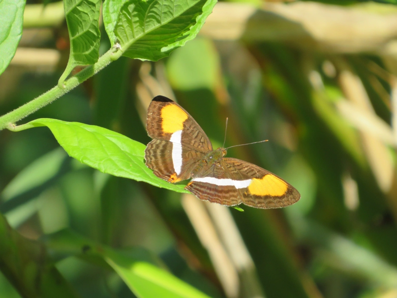 Irmã-de-faixa-lisa (Adelpha cytherea), insetos, fotografado em Maresias, São Sebastião