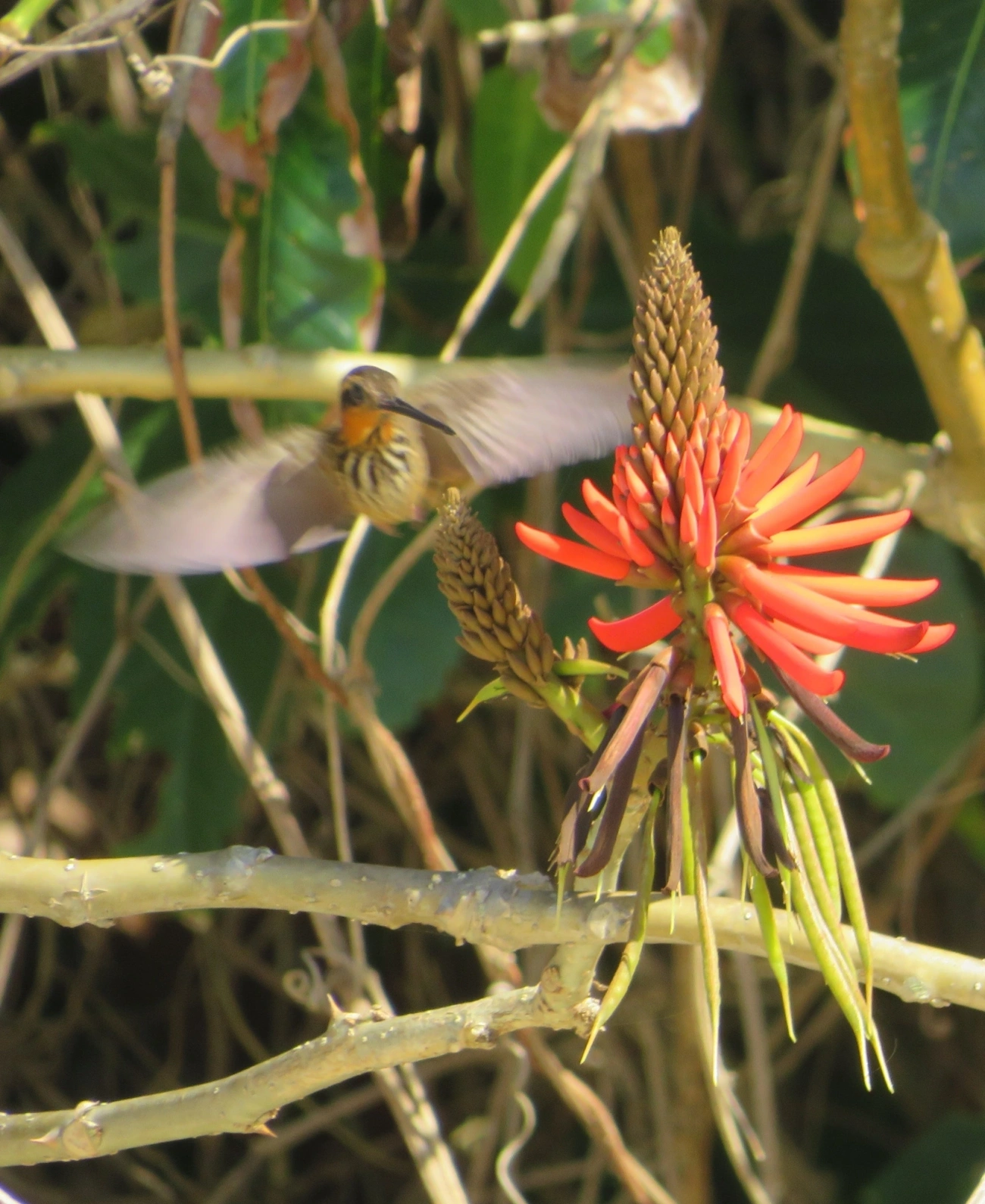 Beija-flor-do-mato (Ramphodon naevius), aves, fotografado em São Sebastião