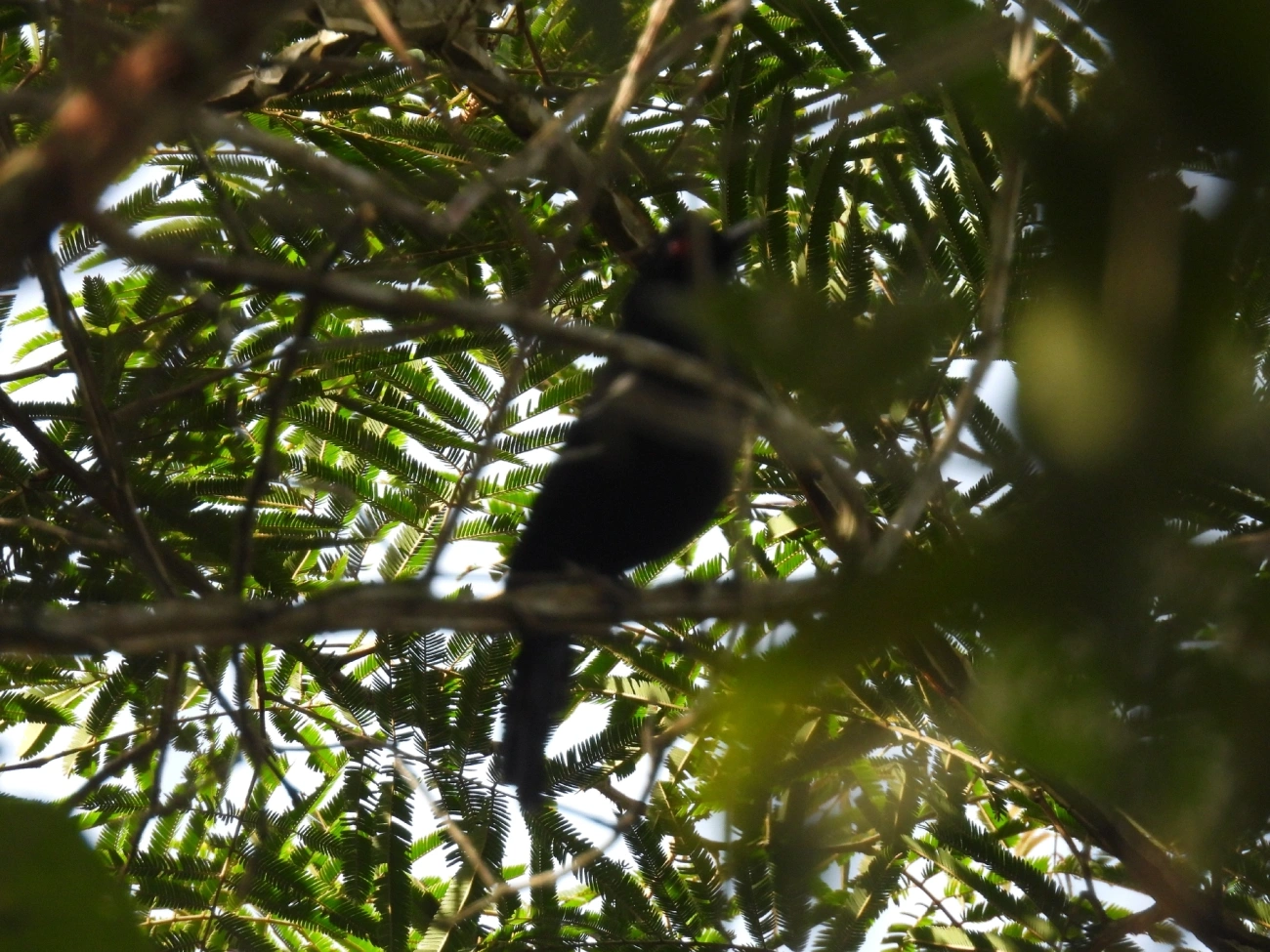 Papa-taoca-do-sul (Pyriglena leucoptera), aves, fotografado em Queluz