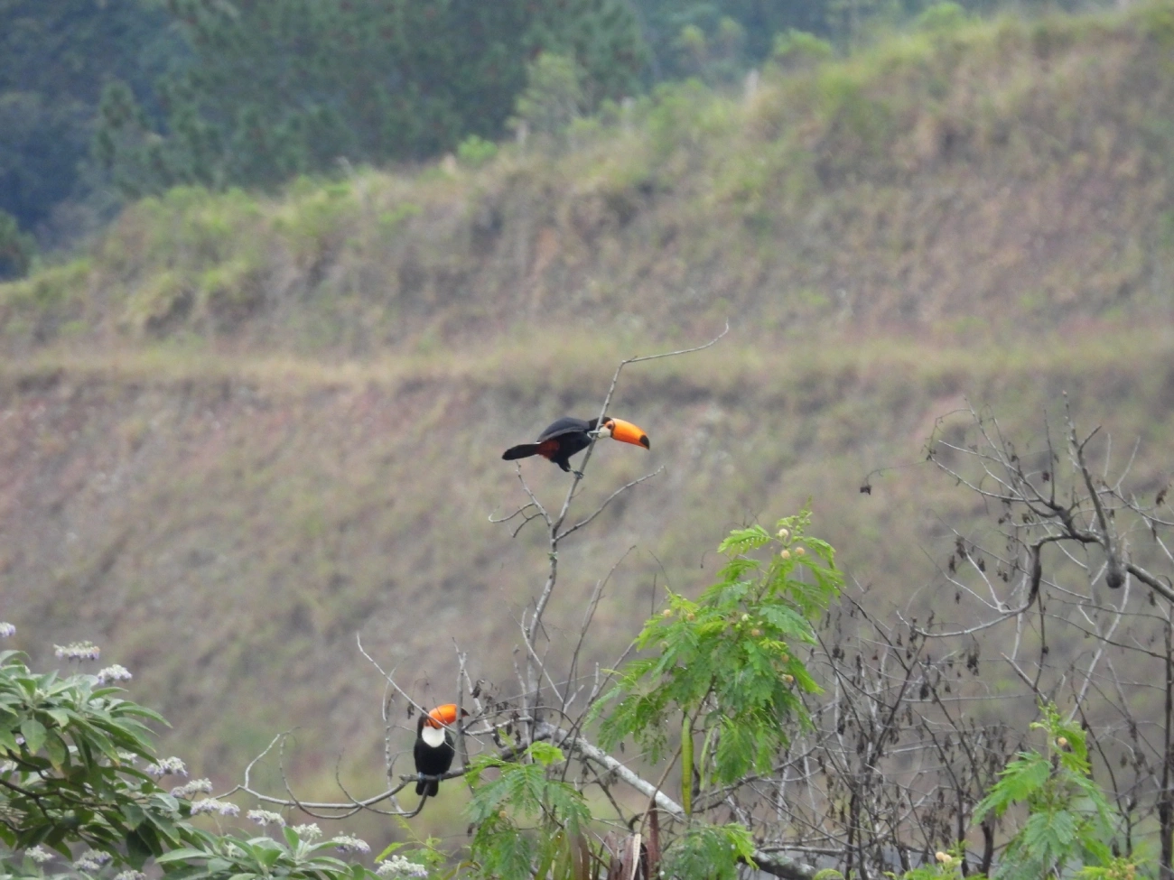 Tucano-toco (Ramphastos toco), aves, fotografado em Catuçaba, São Luíz do Paraitinga