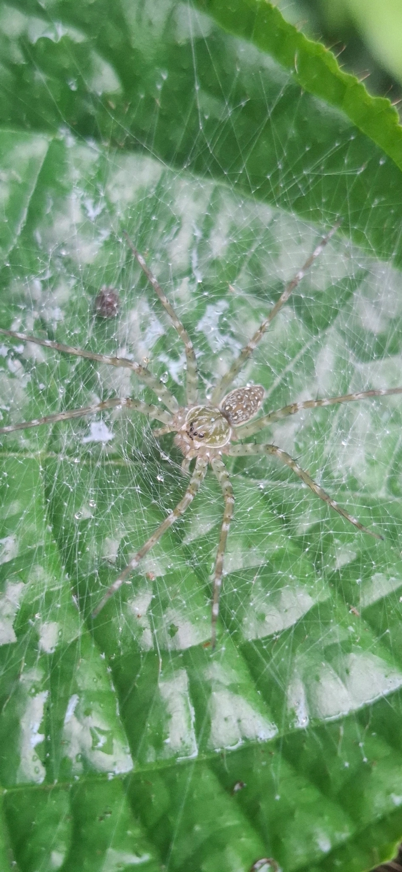 Thaumasia, aracnídeos, fotografado em Maresias, São Sebastião