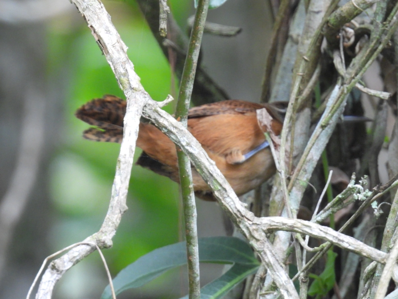 Garrinchão-de-bico-grande (Cantorchilus longirostris), aves, fotografado em Maresias, São Sebastião