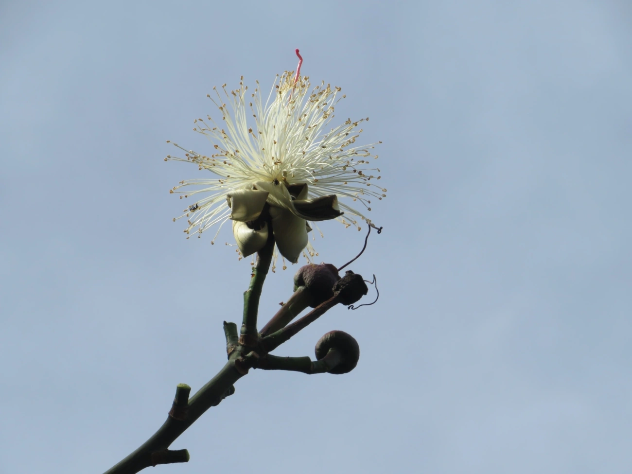 Embiruçu (Pseudobombax grandiflorum), plantas, fotografado em Maresias, São Sebastião