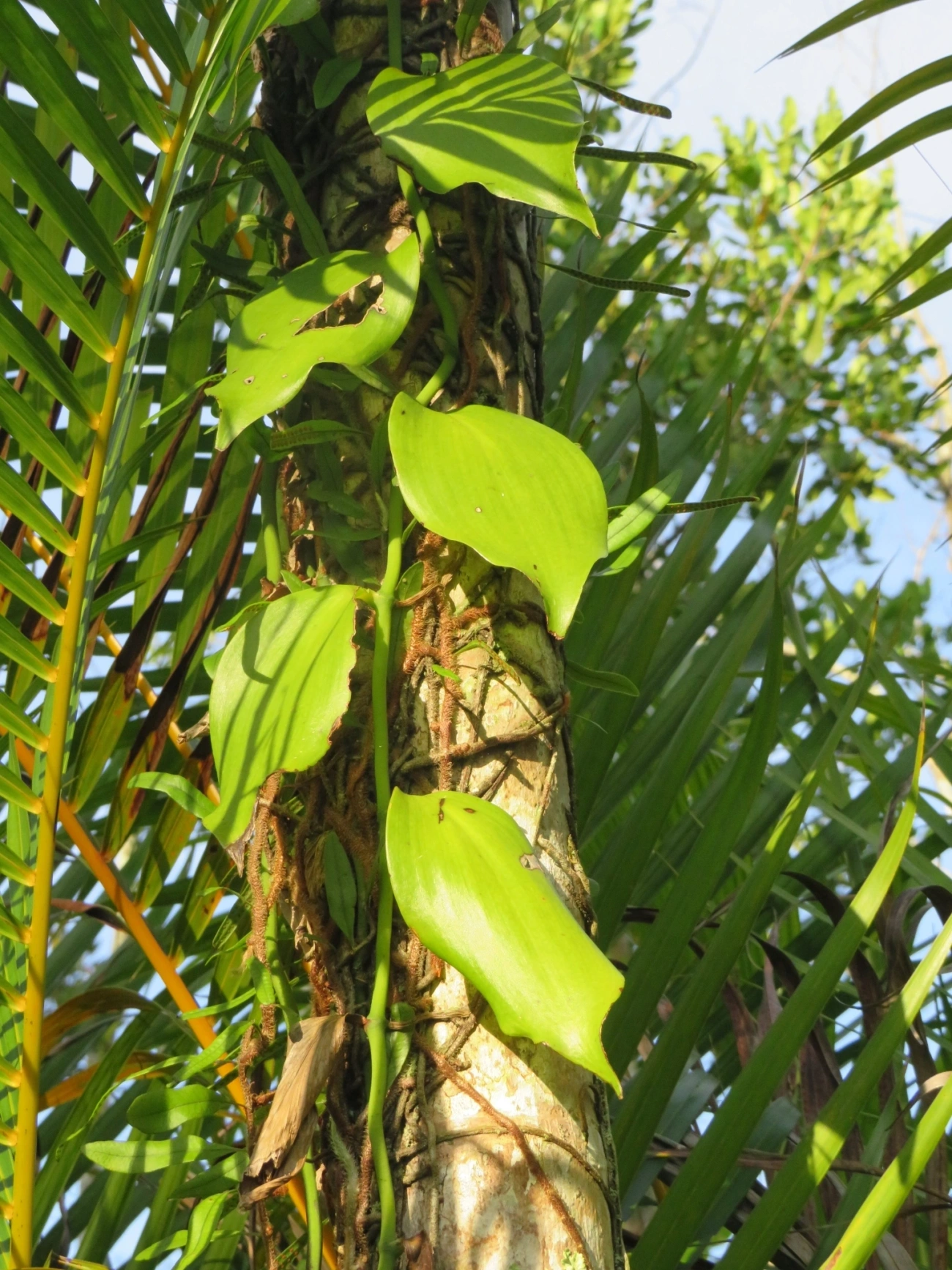 Baunilha (Vanilla arcuata), plantas, fotografado em Maresias, São Sebastião