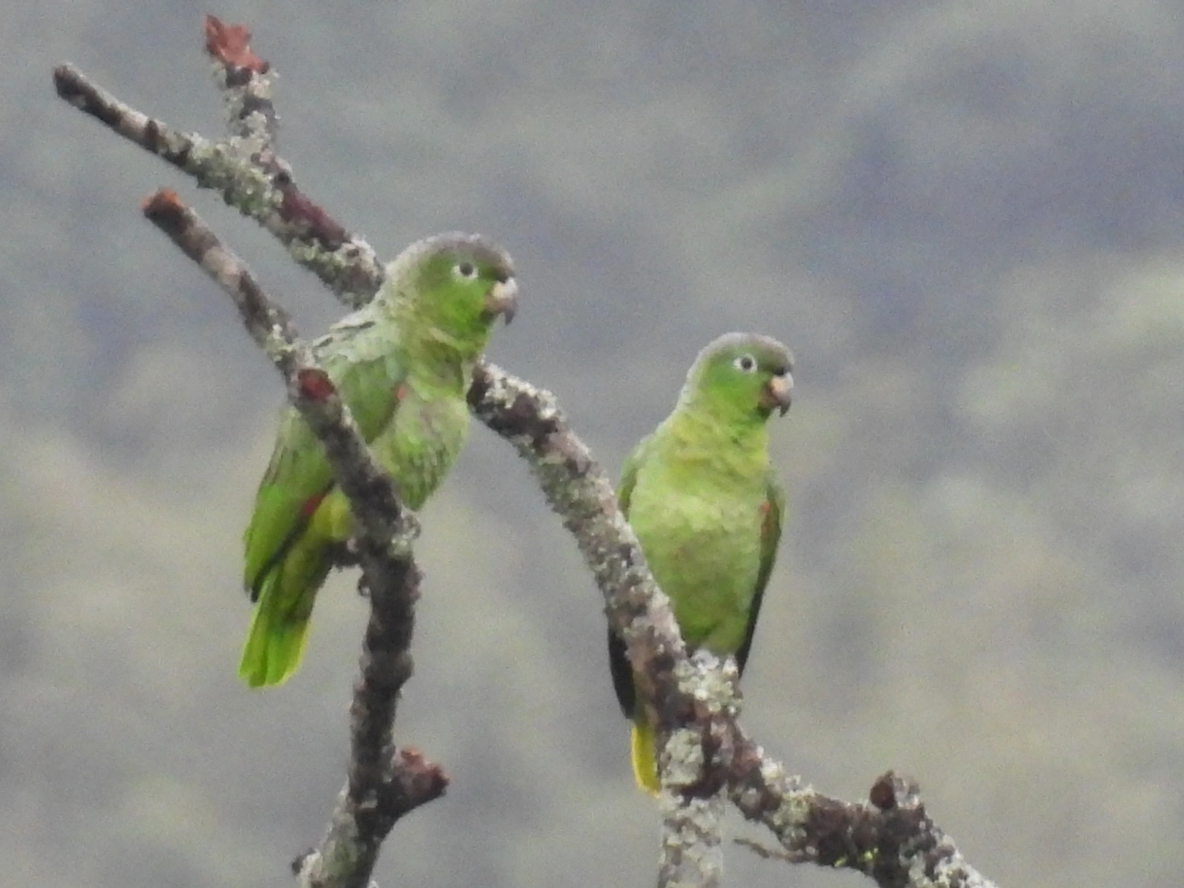 Papagaio-moleiro (Amazona farinosa), aves, fotografado em São Paulo