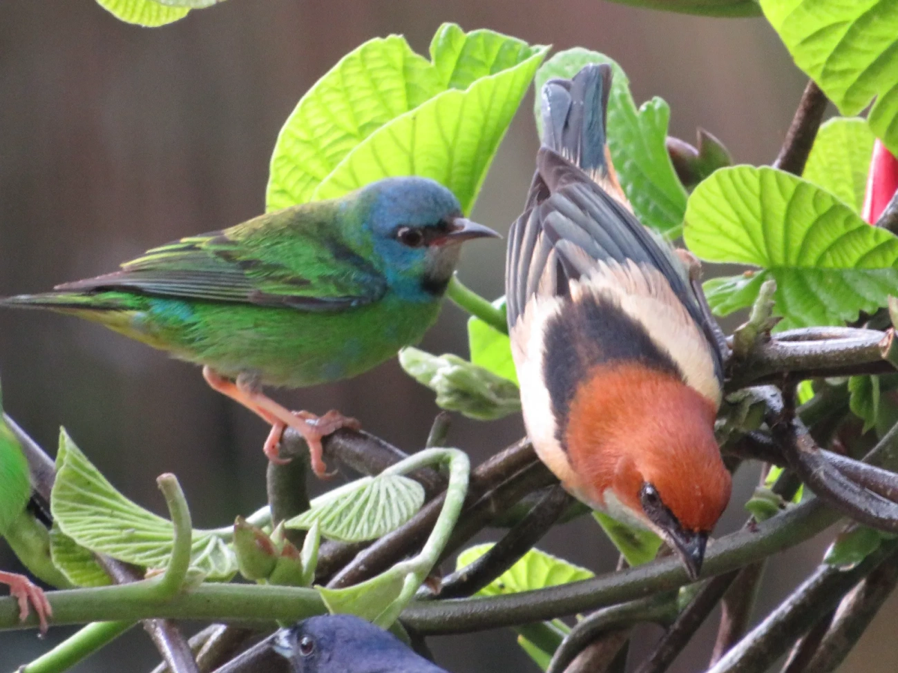 Saíra-sapucaia (Stilpnia peruviana), aves, fotografado em São Paulo
