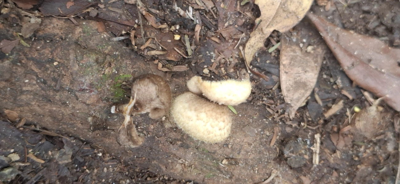 Lentinus, fungos, fotografado em Maresias, São Sebastião