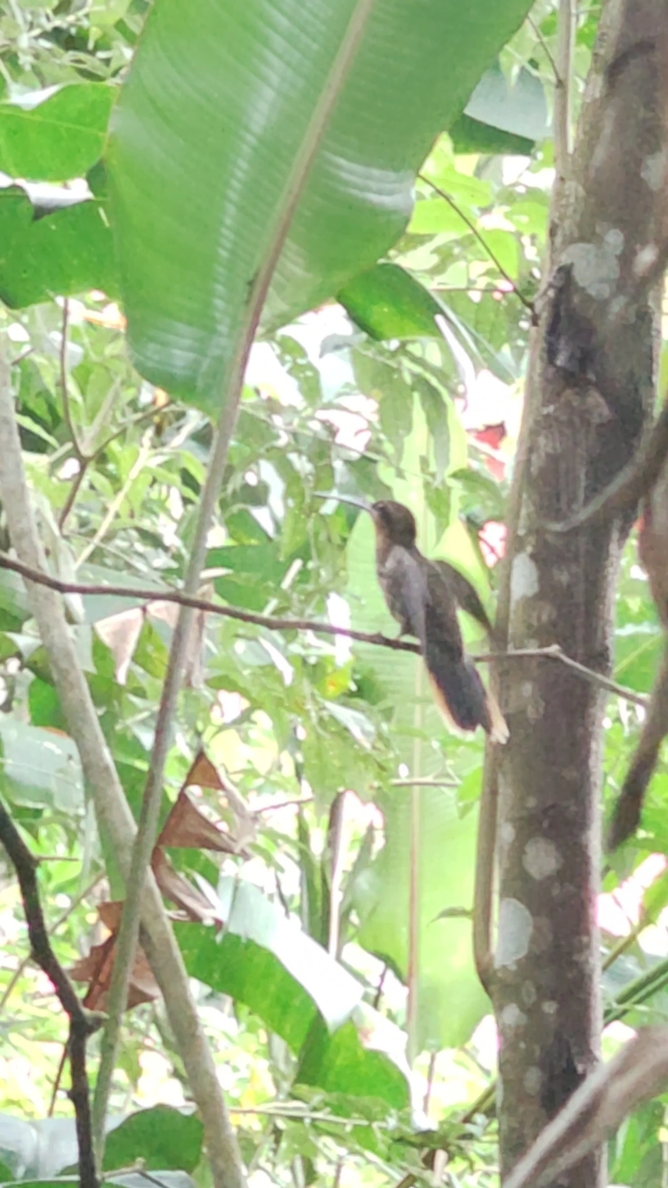 Beija-flor-do-mato (Ramphodon naevius), aves, fotografado em São Paulo