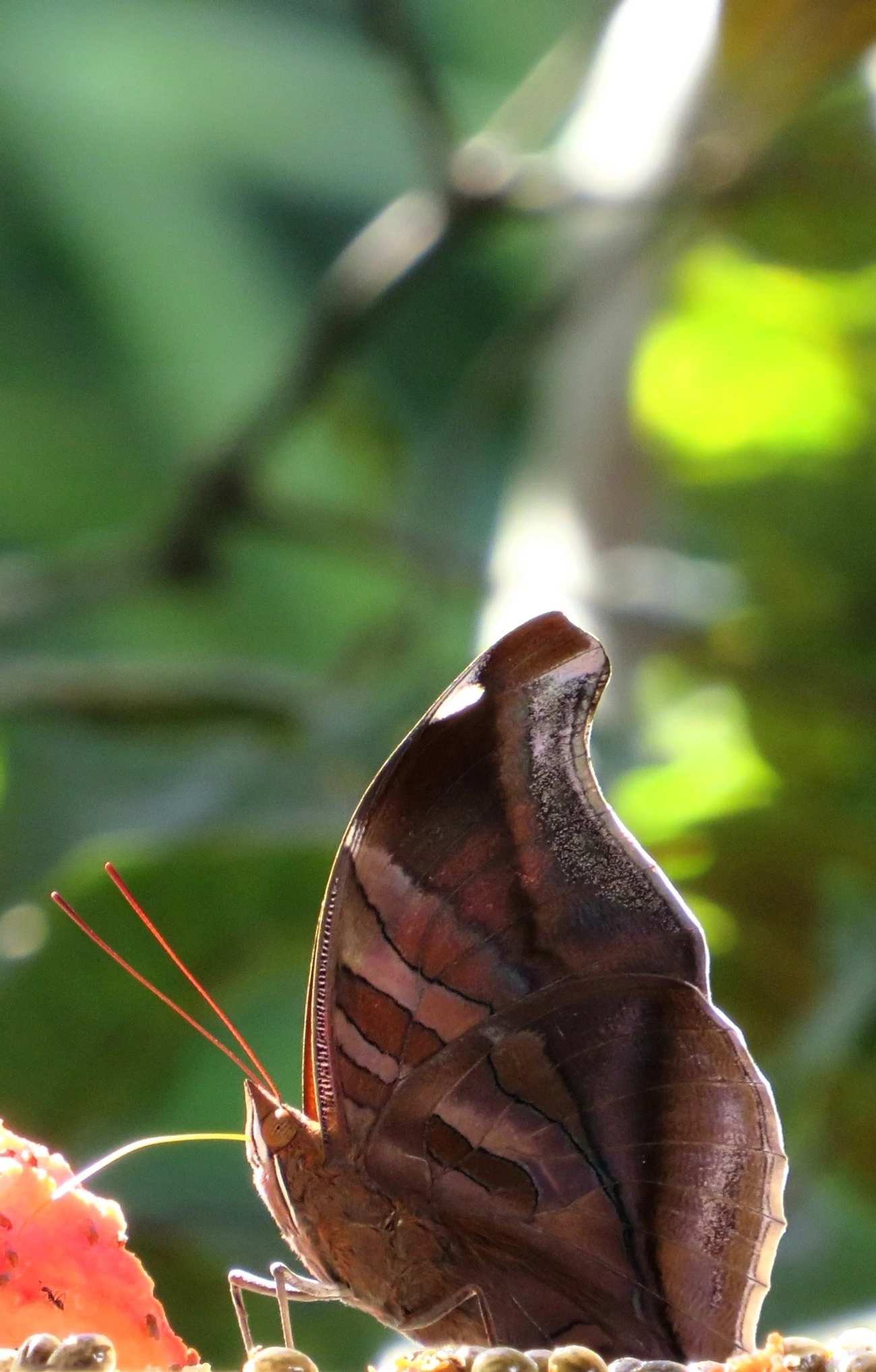 Historis odius, insetos, fotografado em Maresias, São Sebastião