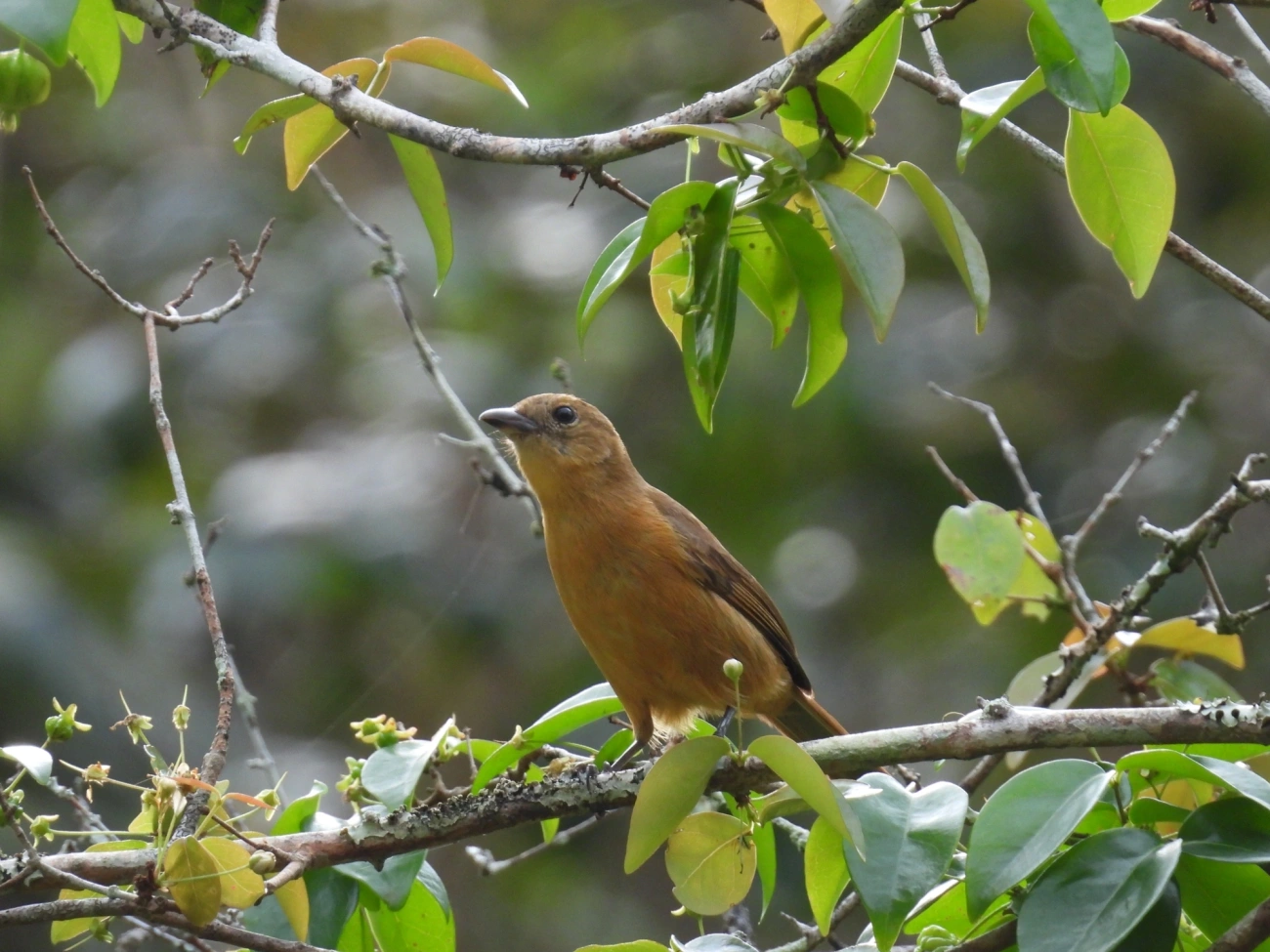 Tiê-galo (Loriotus cristatus), aves, fotografado em Maresias, São Sebastião