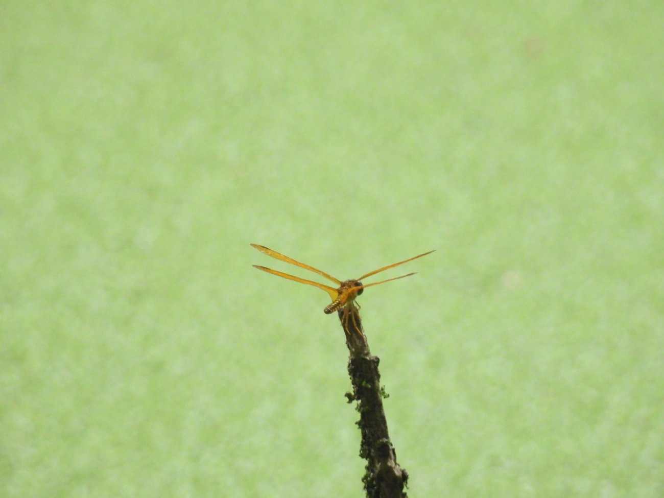 Perithemis, insetos, fotografado em Maresias, São Sebastião