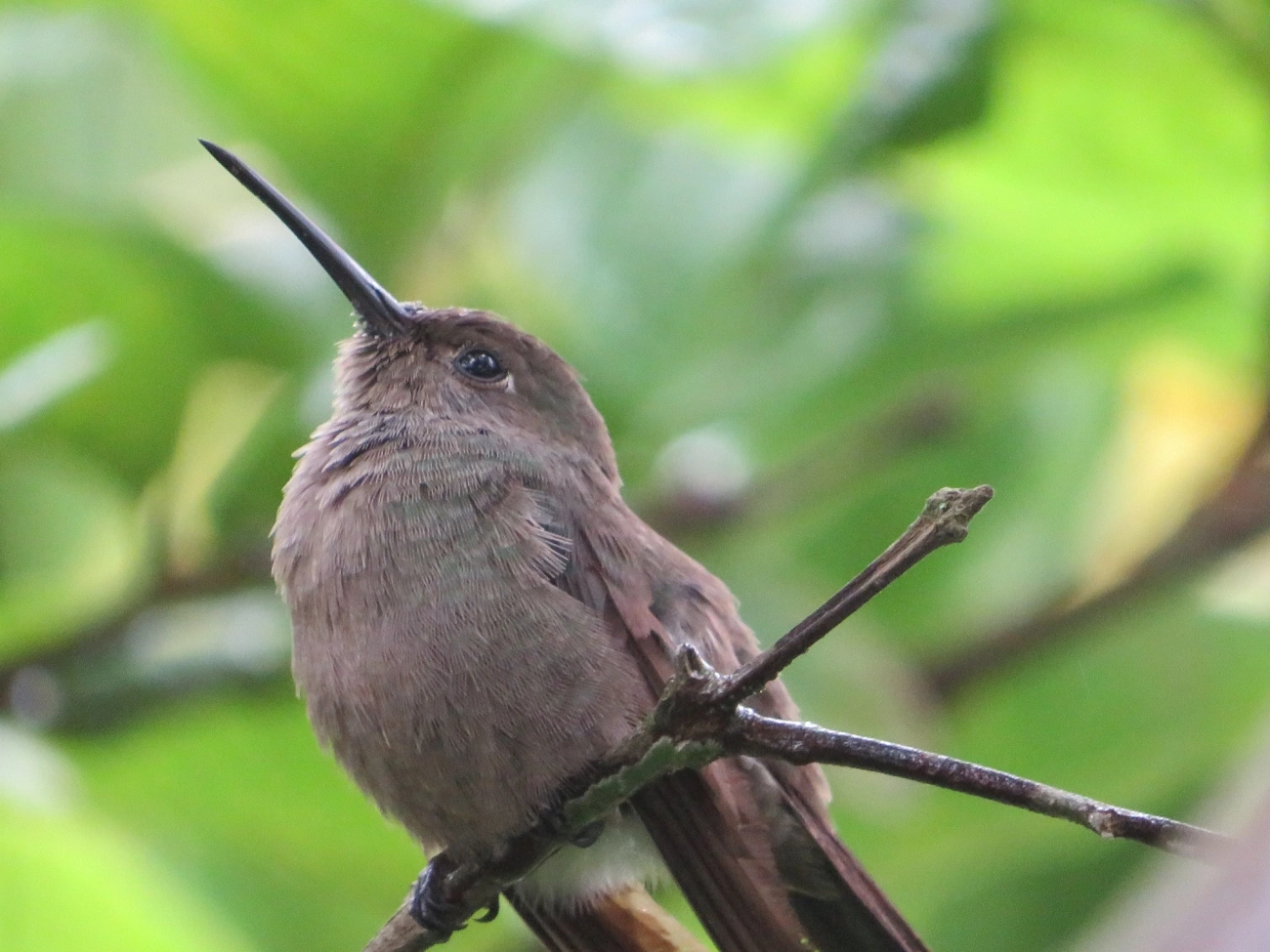 Beija-flor-cinza (Eupetomena cirrochloris), aves, fotografado em Maresias, São Sebastião