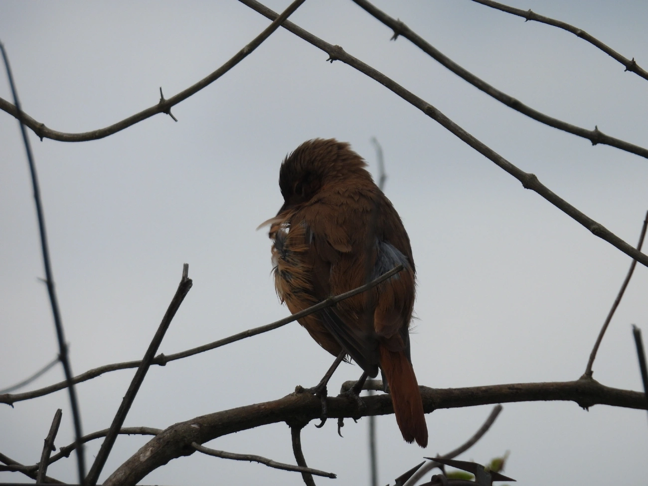 João-de-barro (Furnarius rufus), aves, fotografado em Rua Coronel João Leme, Bragança Paulista