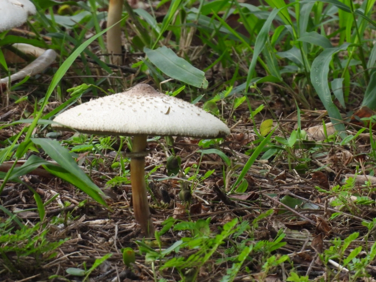 Falso guarda-sol (Chlorophyllum molybdites), fungos, fotografado em Maresias, São Sebastião