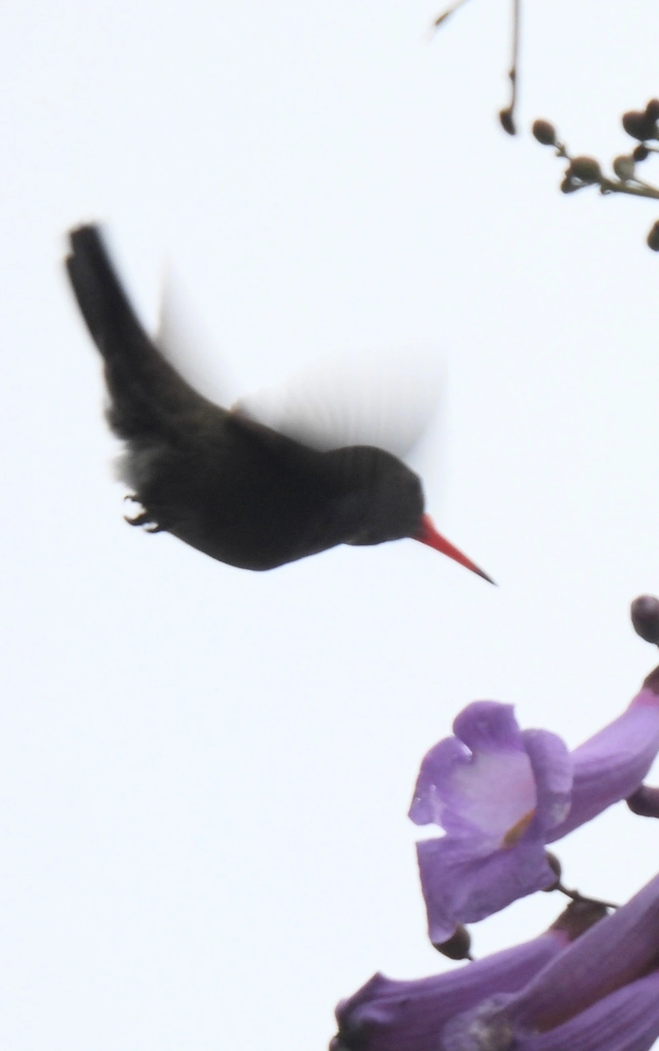 Beija-flor-roxo (Chlorestes cyanus), aves, fotografado em São Sebastião