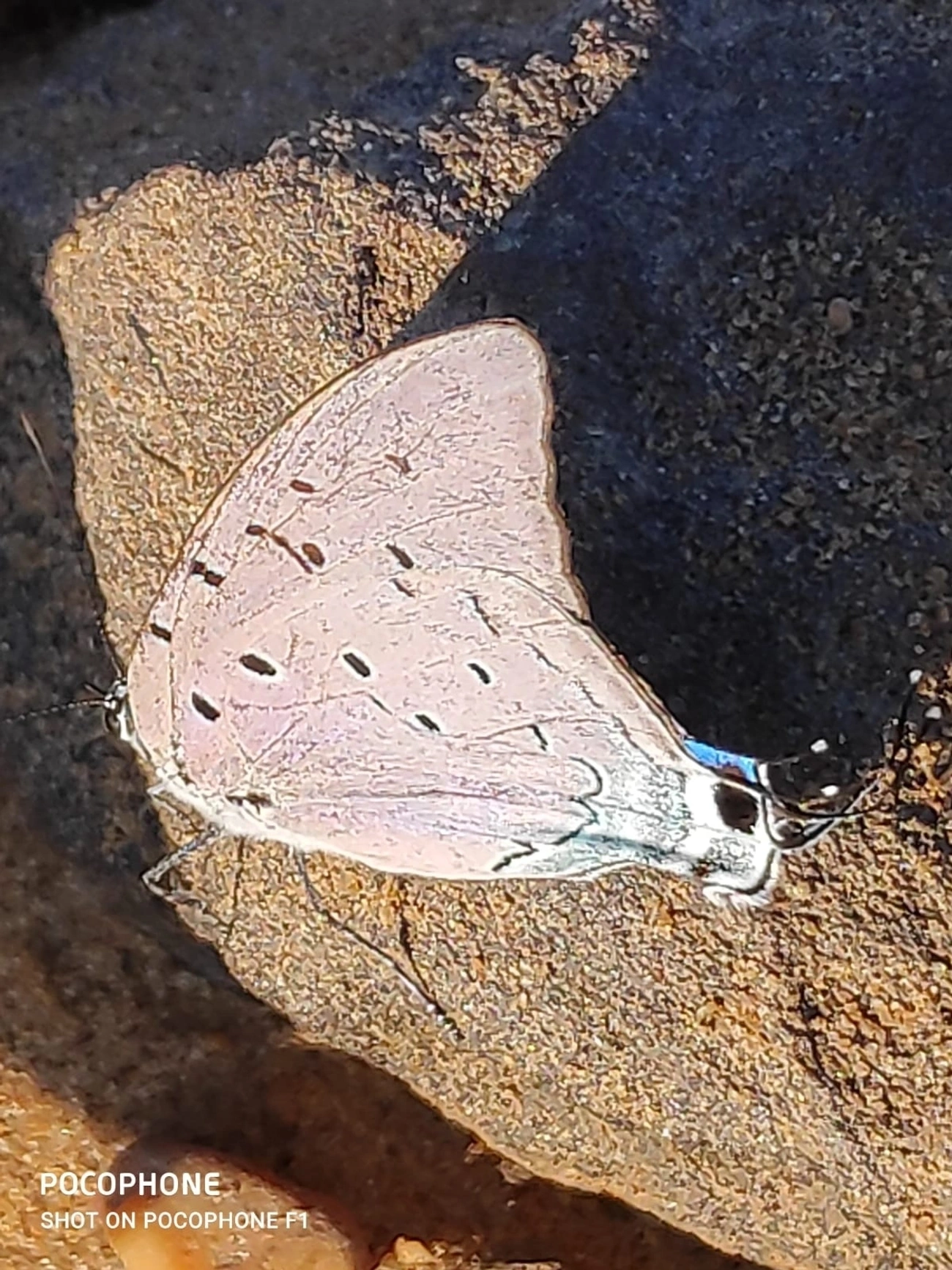Borboleta-rainha-de-seda-azul (Pseudolycaena marsyas), insetos, fotografado em Itatí