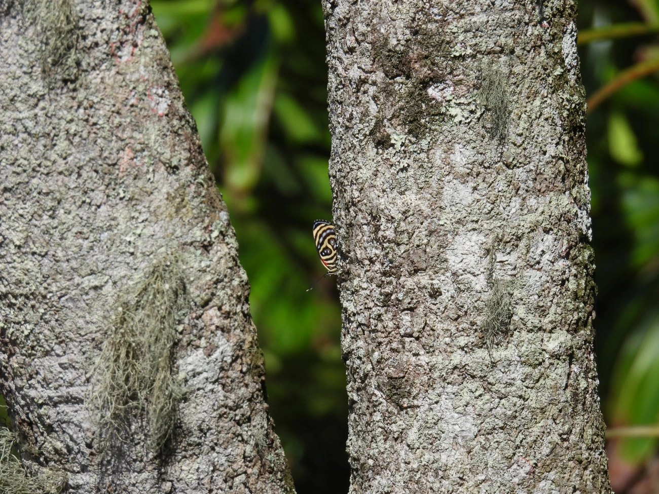 Oitenta-e-oito-de-Godart (Catagramma pygas), insetos, fotografado em Maresias, São Sebastião