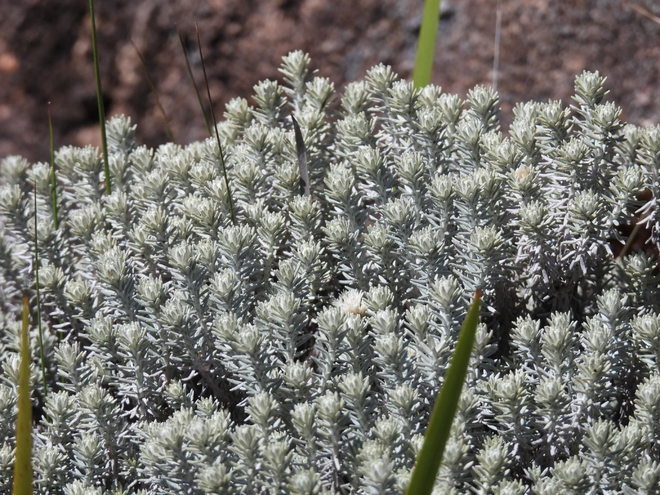Asteráceas (Asteraceae), plantas, fotografado em Engenheiro Passos