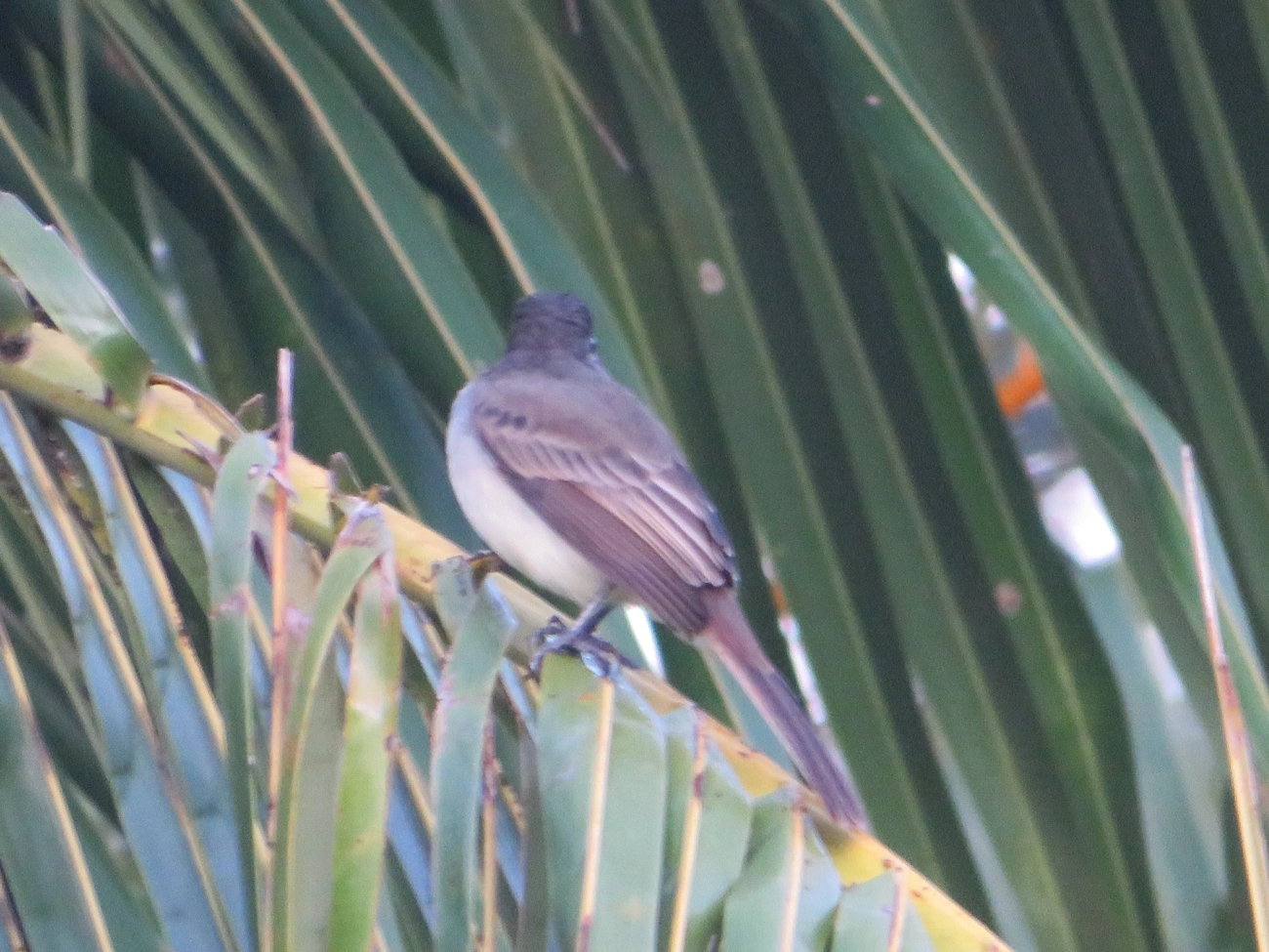 Irré (Myiarchus swainsoni), aves, fotografado em Maresias, São Sebastião