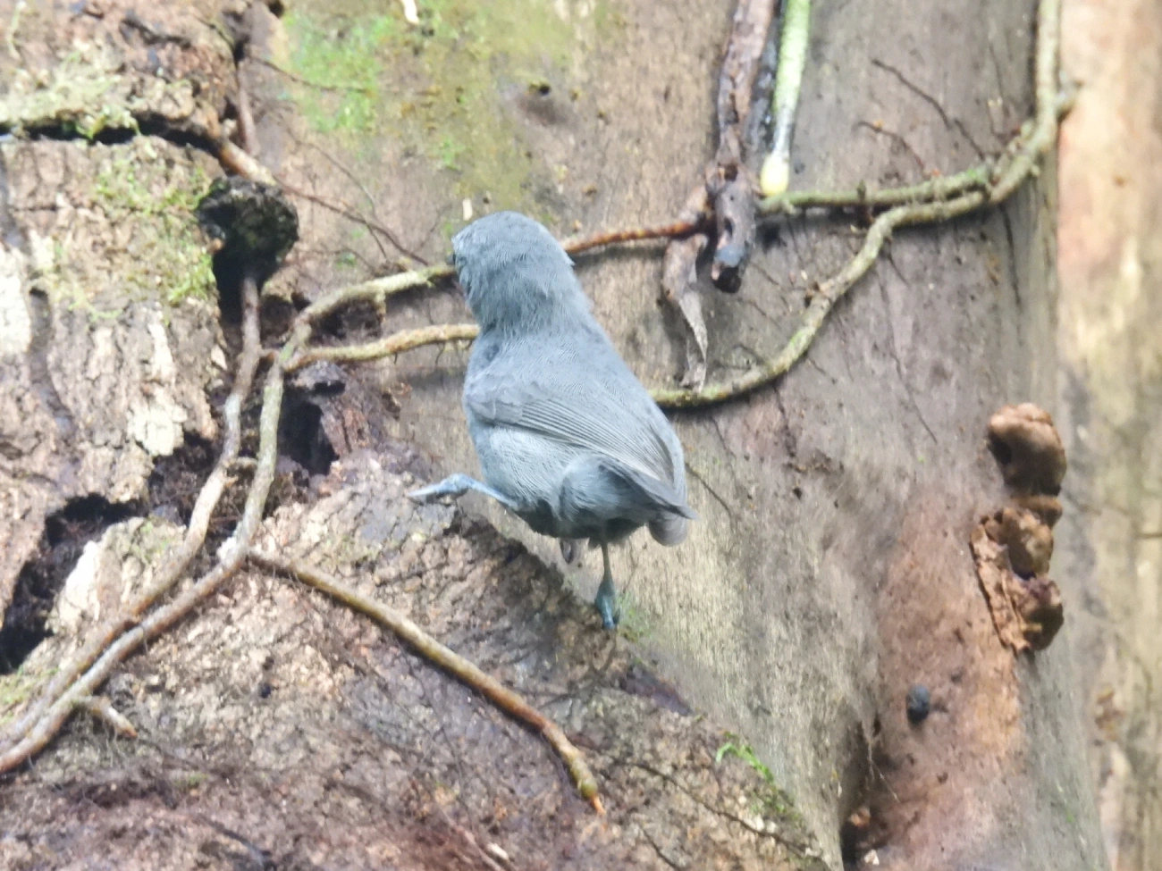 Choquinha-Cinzenta (Myrmotherula unicolor), aves, fotografado em Maresias, São Sebastião
