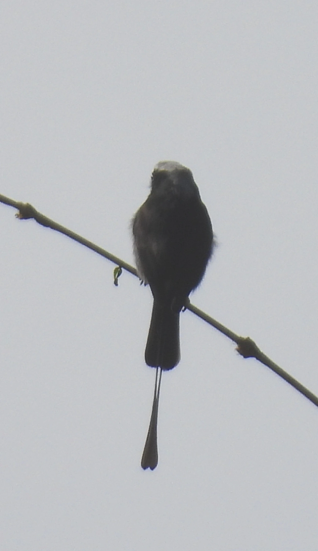 Viuvinha (Colonia colonus), aves, fotografado em Catuçaba, São Luíz do Paraitinga