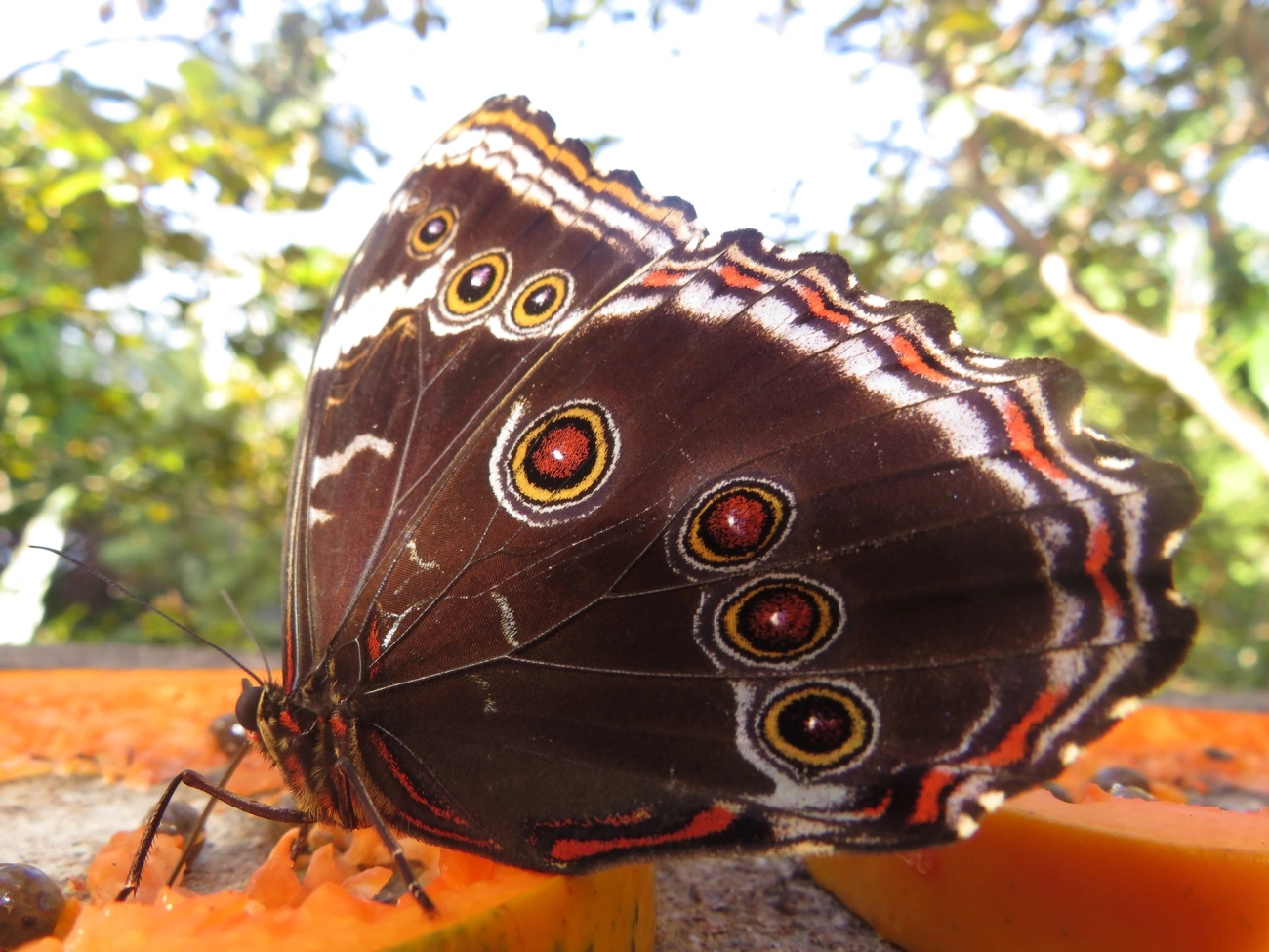 Capitão-do-mato (Morpho helenor), insetos, fotografado em Maresias, São Sebastião