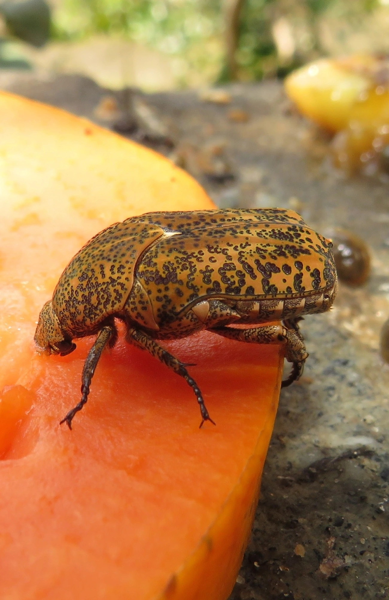 Besouro-joia-esculturado (Marmarina insculpta), insetos, fotografado em Maresias, São Sebastião
