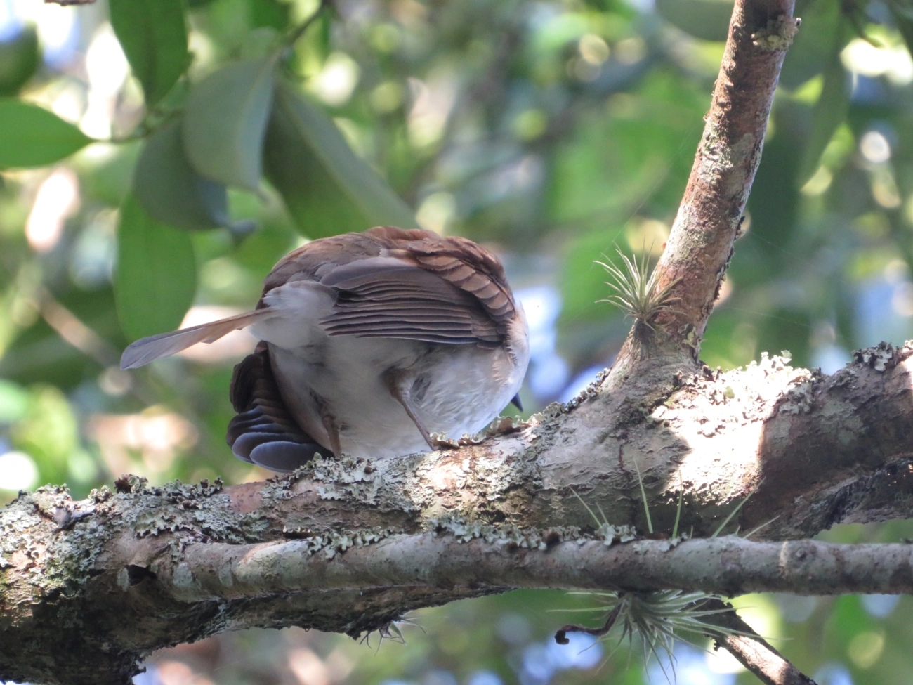 Sabiá-poca (Turdus amaurochalinus), aves, fotografado em Maresias, São Sebastião