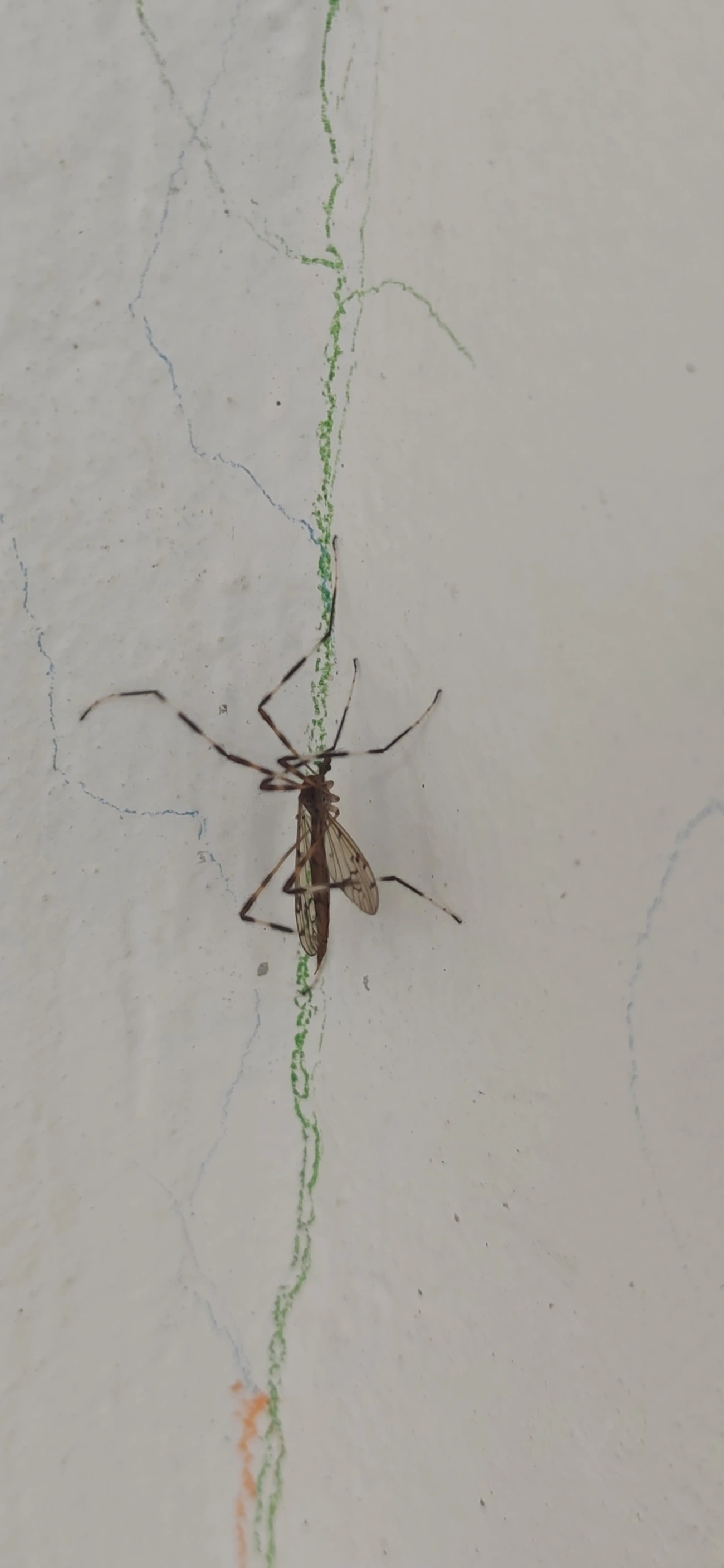 Lecteria bicornuta, insetos, fotografado em Maresias, São Sebastião