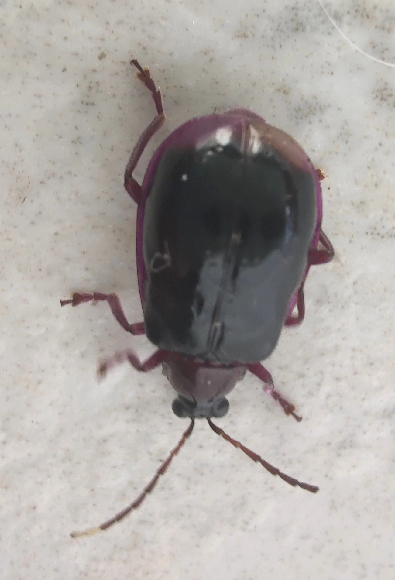 Diabrotica, insetos, fotografado em Maresias, São Sebastião