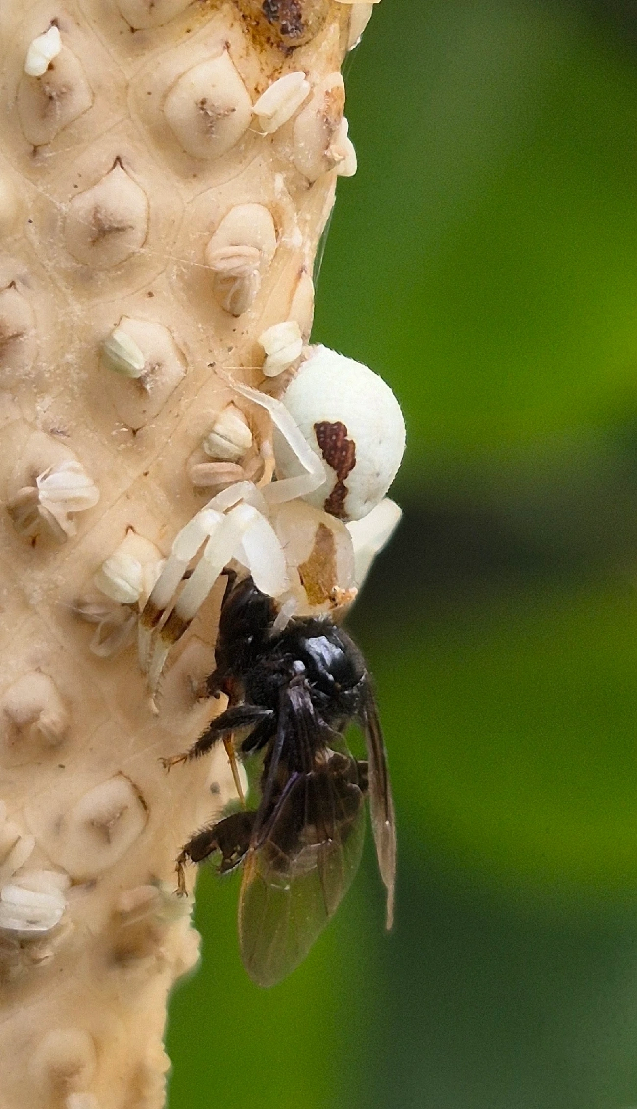 Misumessus, aracnídeos, fotografado em Maresias, São Sebastião