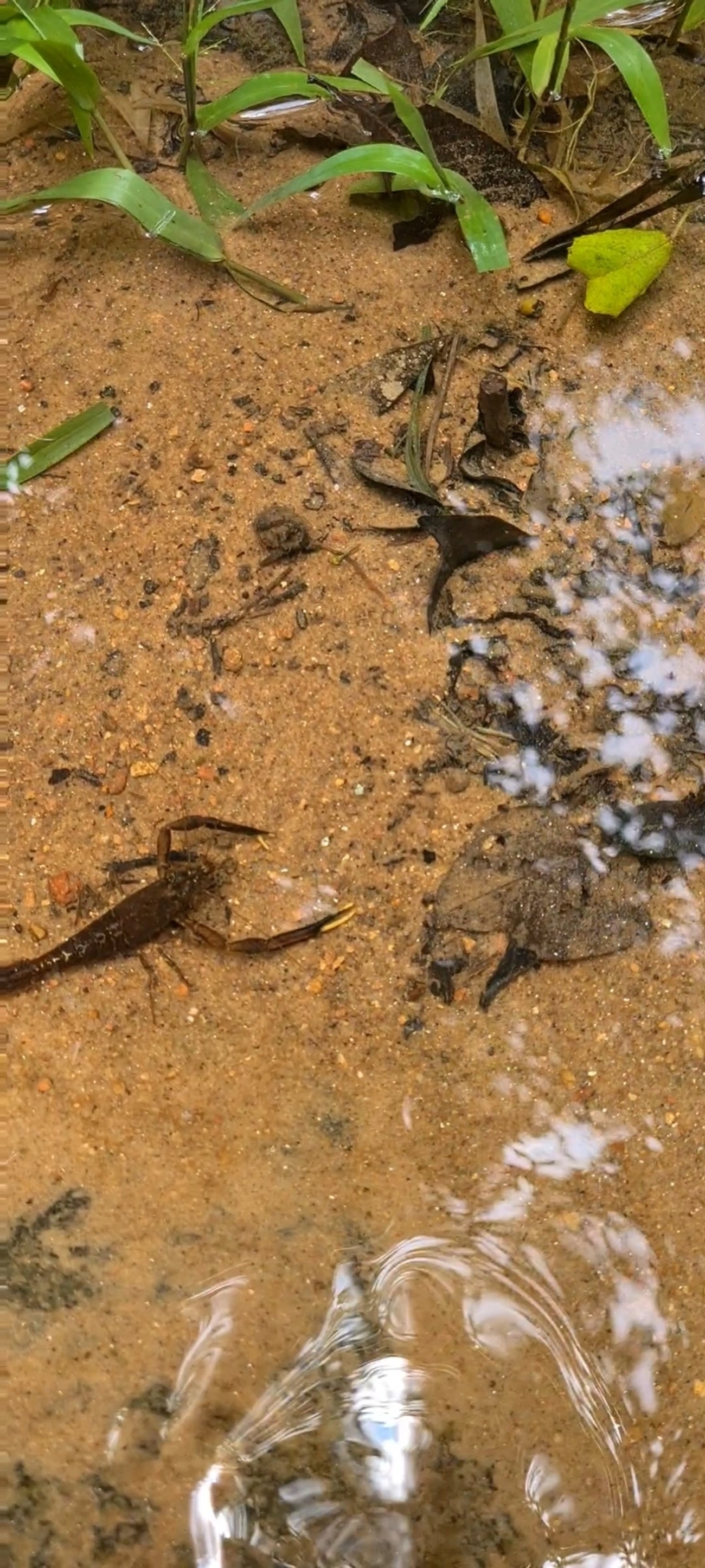 Macrobrachium, crustáceos, fotografado em Maresias, São Sebastião