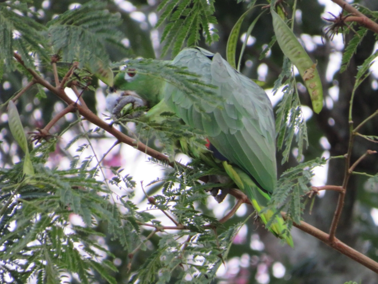 Papagaio-moleiro (Amazona farinosa), aves, fotografado em São Paulo