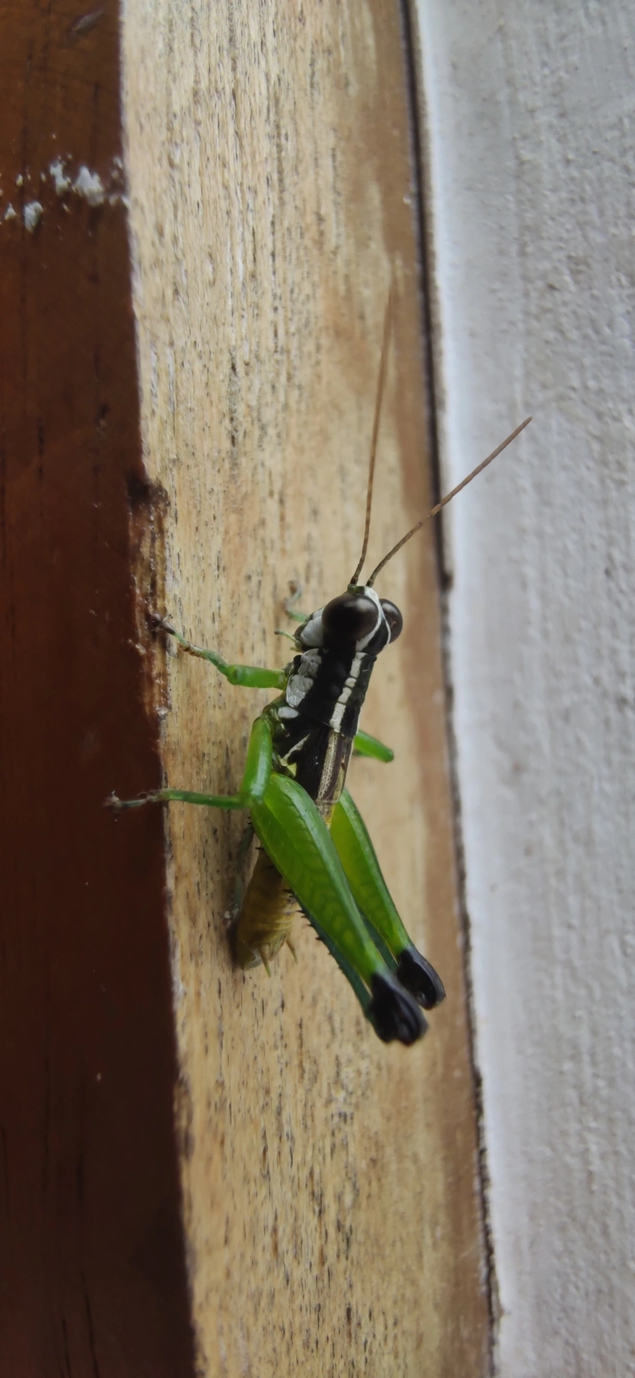 Digamacris amoena, insetos, fotografado em Maresias, São Sebastião